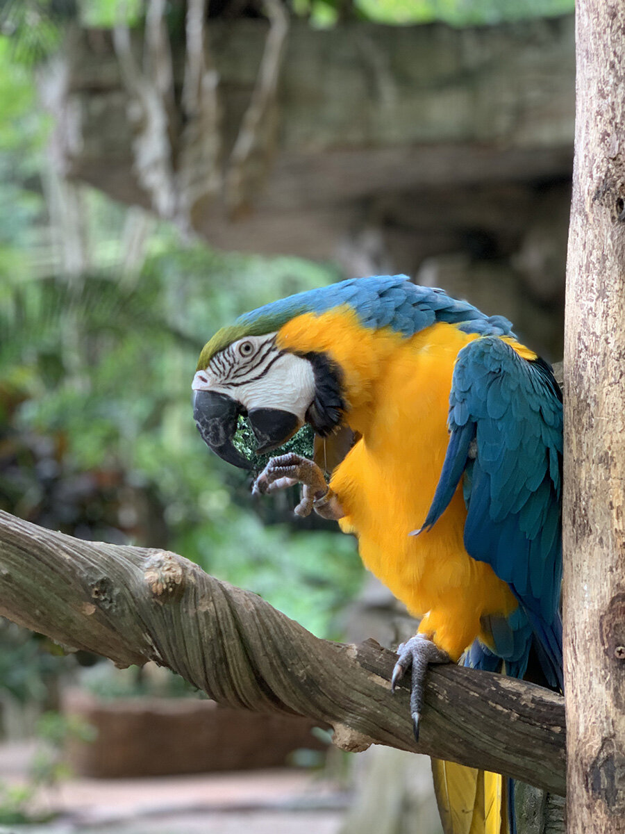 parrot-malaysia.jpg