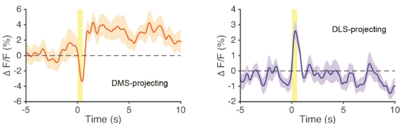 An example of fiber photometry signals observed in DMS-projecting (left) and DLS-projecting (right) SNc dopamine neurons in response to unpredicted foot shocks. The time of the shock is indicated by the yellow bar.