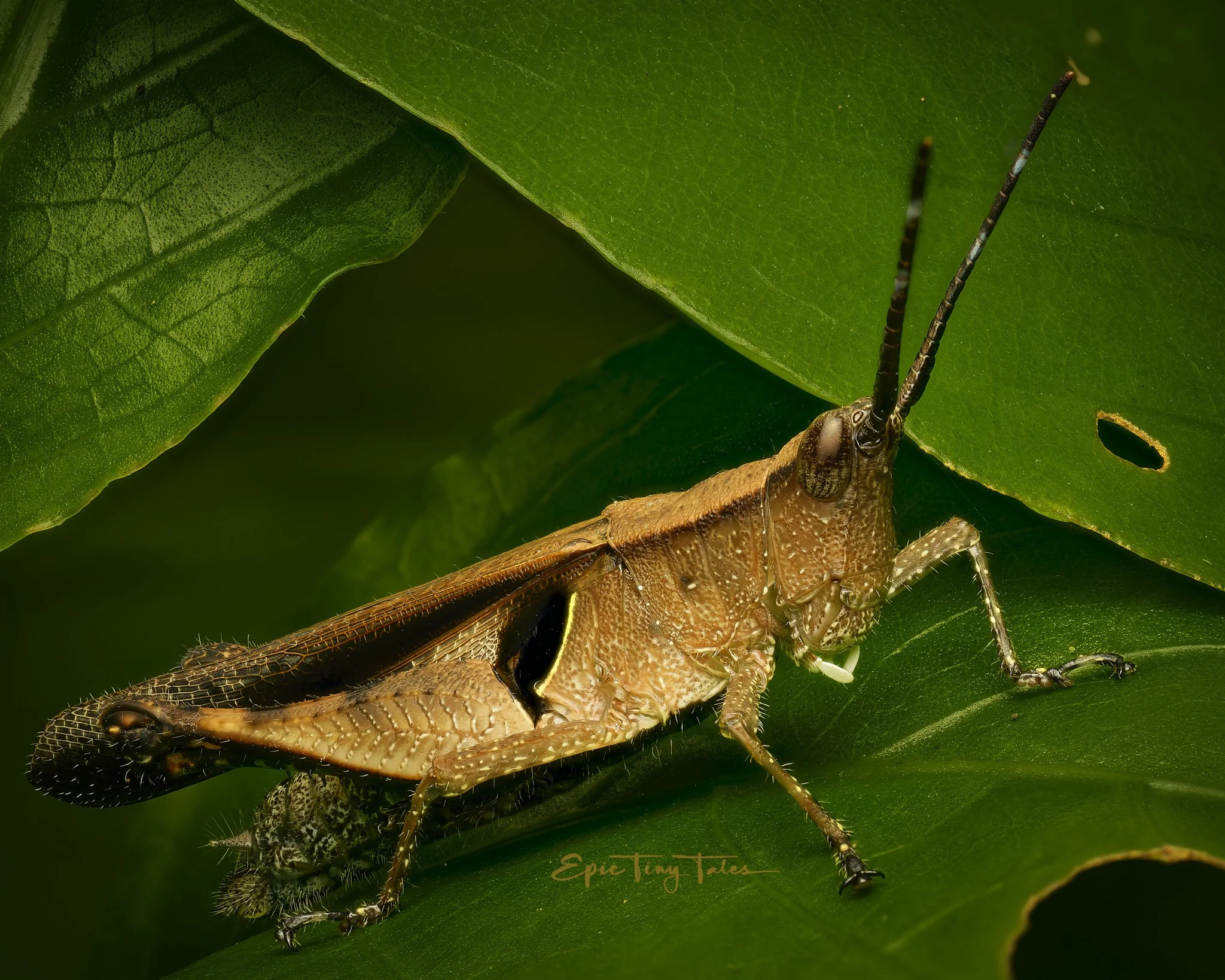 260407-Bark Grasshopper.jpg