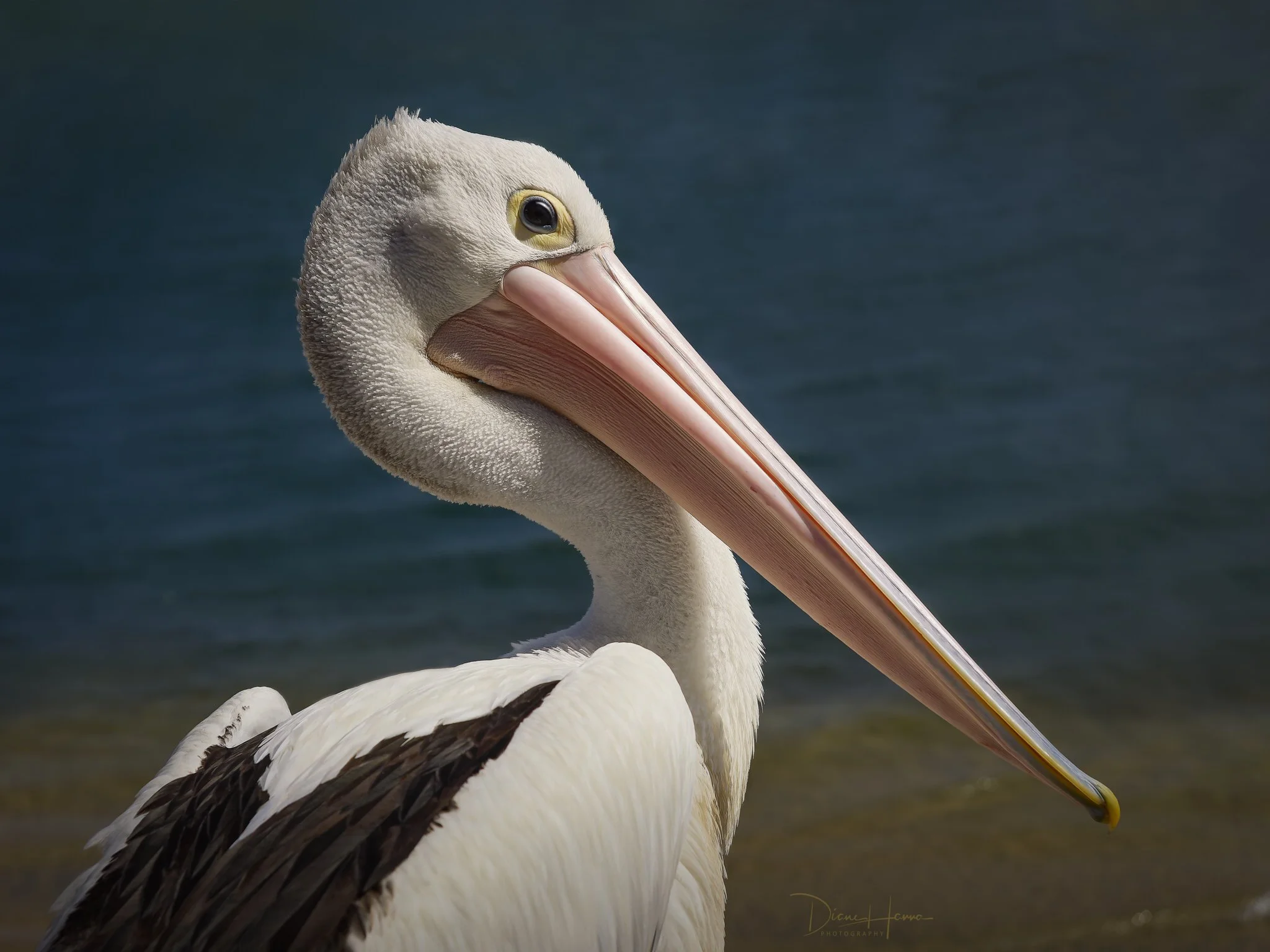 260227-Diane Hanna-Pelican.jpg