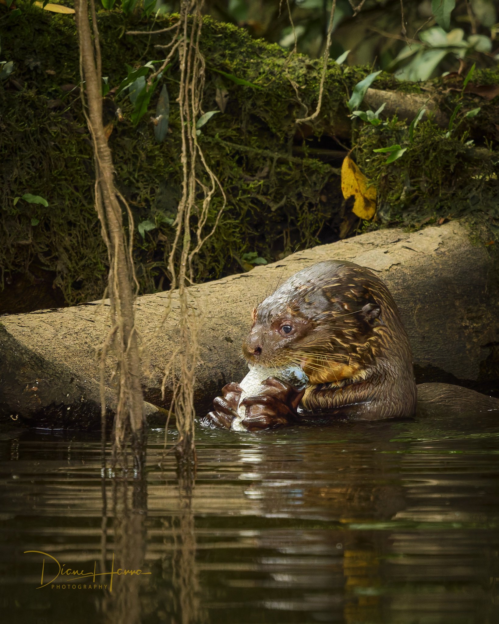 260405-Amazon 2026-110915-17740-DxO_DeepPRIME 3.jpg