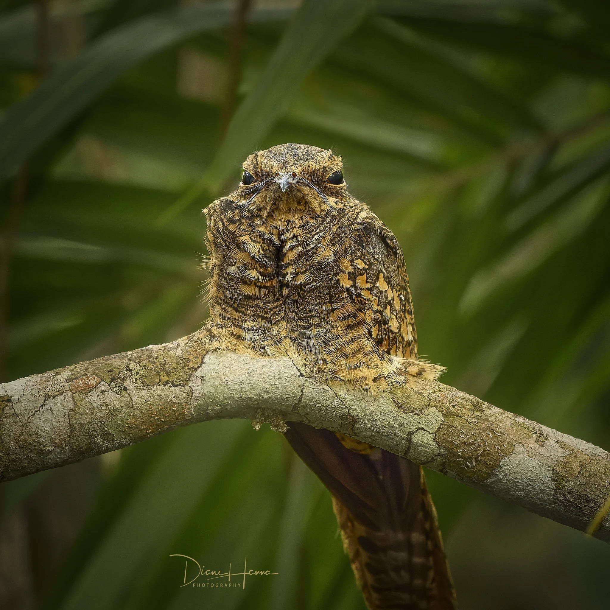 260406-Amazon 2026-134319-19000-DxO_DeepPRIME 3.jpg