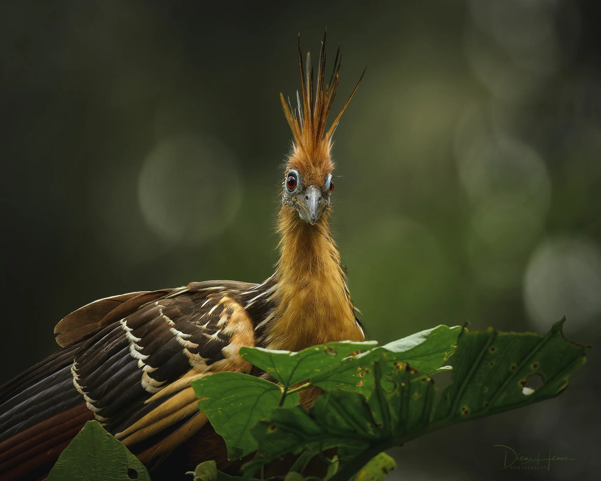 260406-Amazon 2026-054211-18953-DxO_DeepPRIME 3.jpg