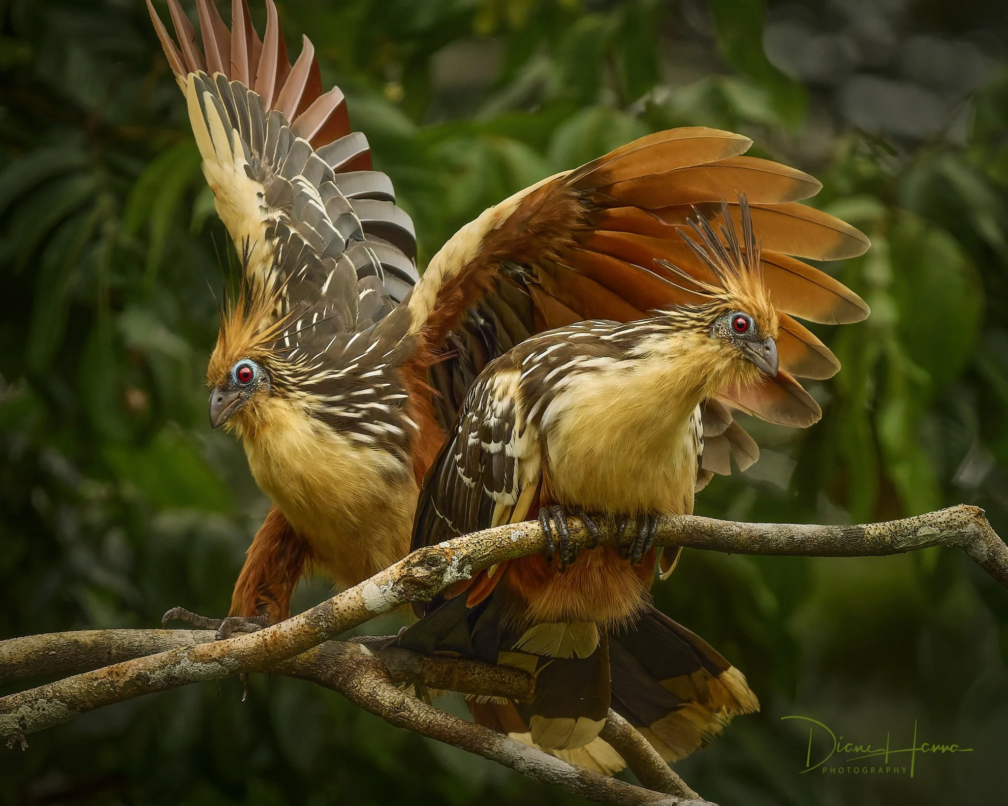 260406-Amazon 2026-051046-18897-DxO_DeepPRIME 3.jpg