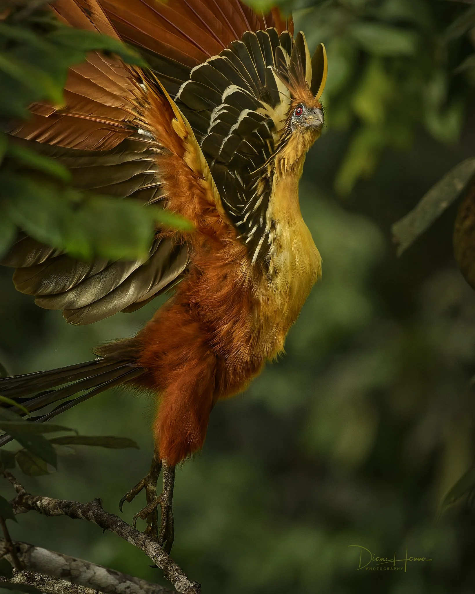 260406-Amazon 2026-050121-18886-DxO_DeepPRIME 3.jpg