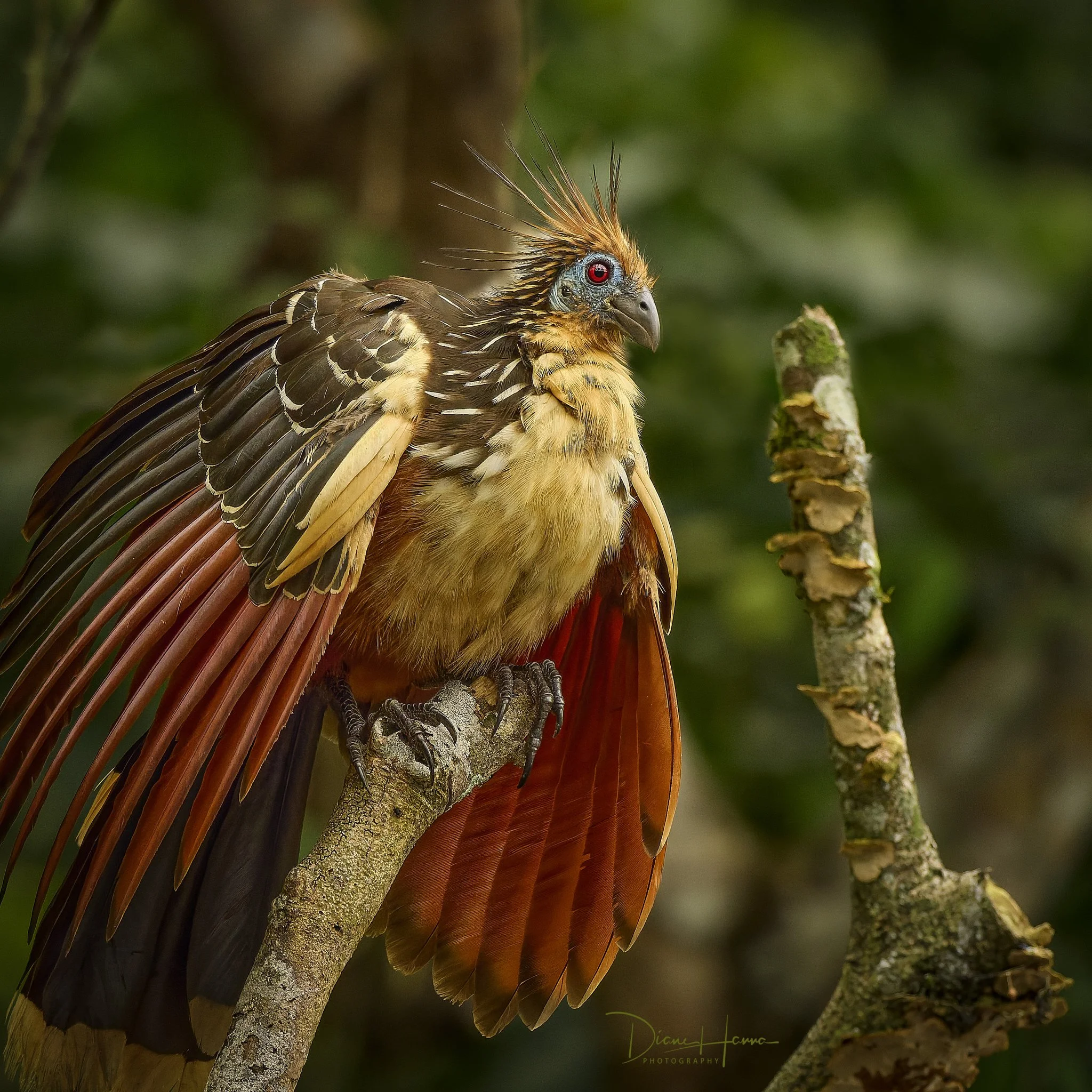 260406-Amazon 2026-052349-18926-DxO_DeepPRIME 3.jpg