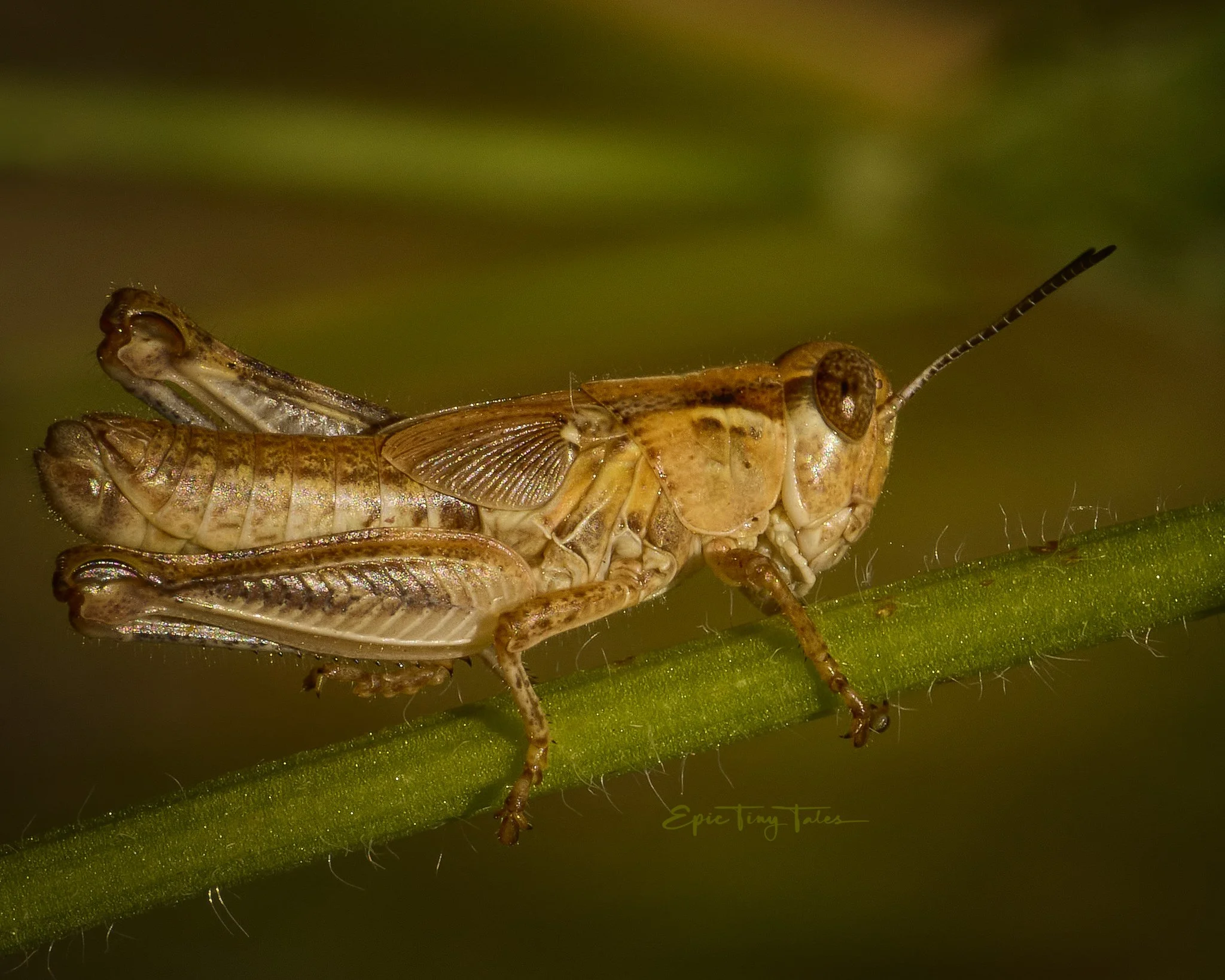 240713-Bugs-091817.jpg