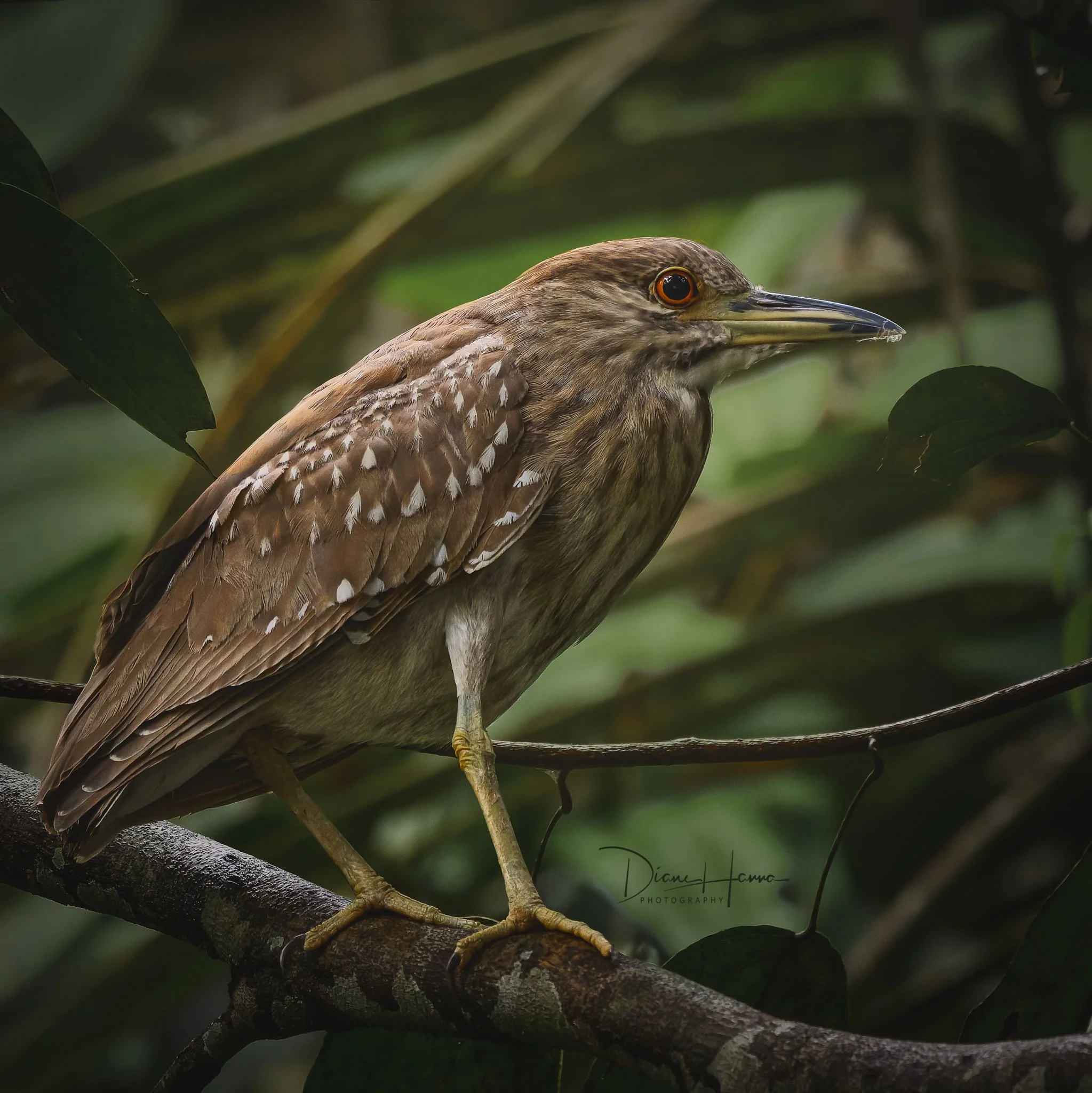 260406-Amazon 2026-045625-18879-DxO_DeepPRIME 3.jpg