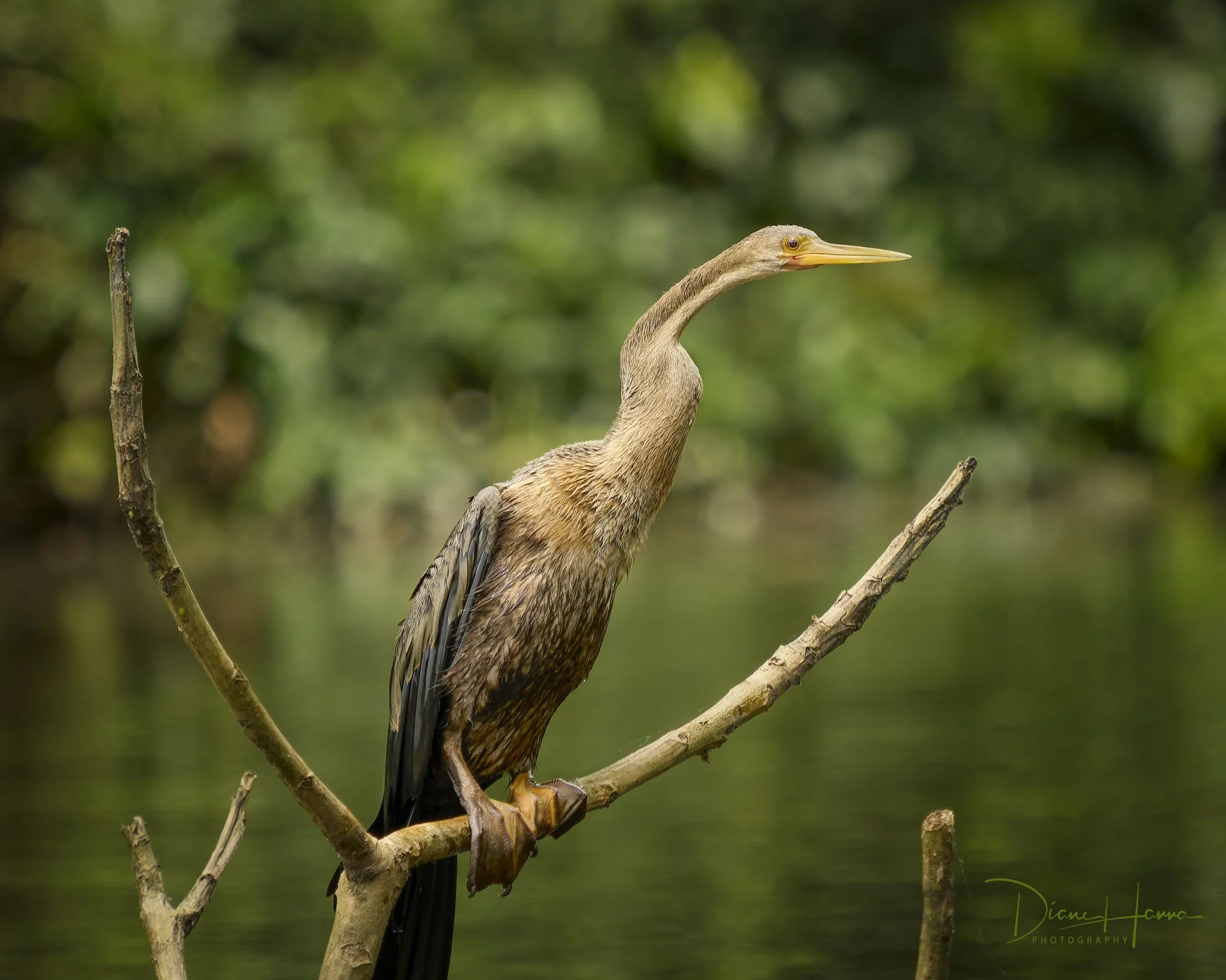 260405-Amazon 2026-103707-17695-DxO_DeepPRIME 3.jpg