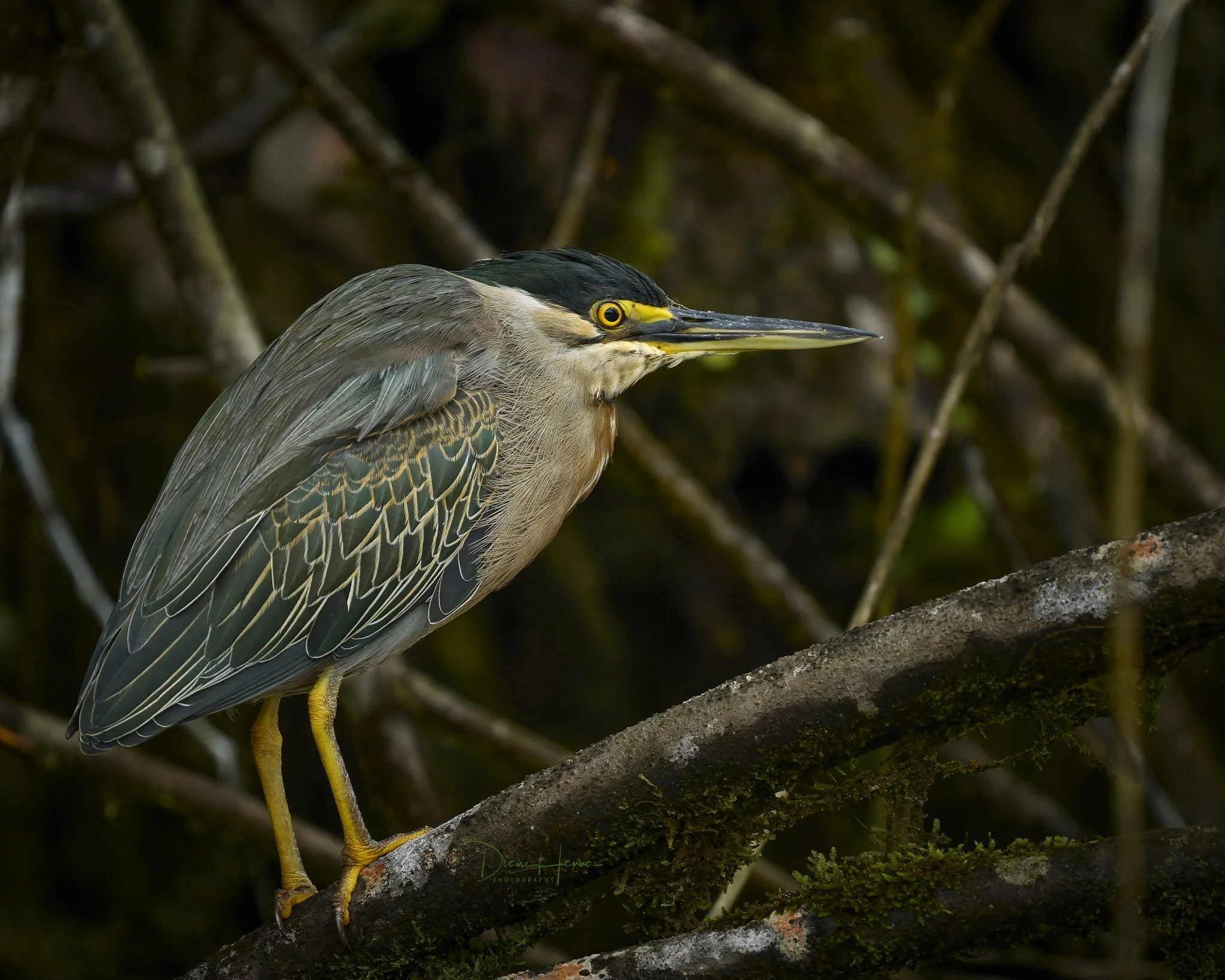 260406-Amazon 2026-042520-18850-DxO_DeepPRIME 3.jpg