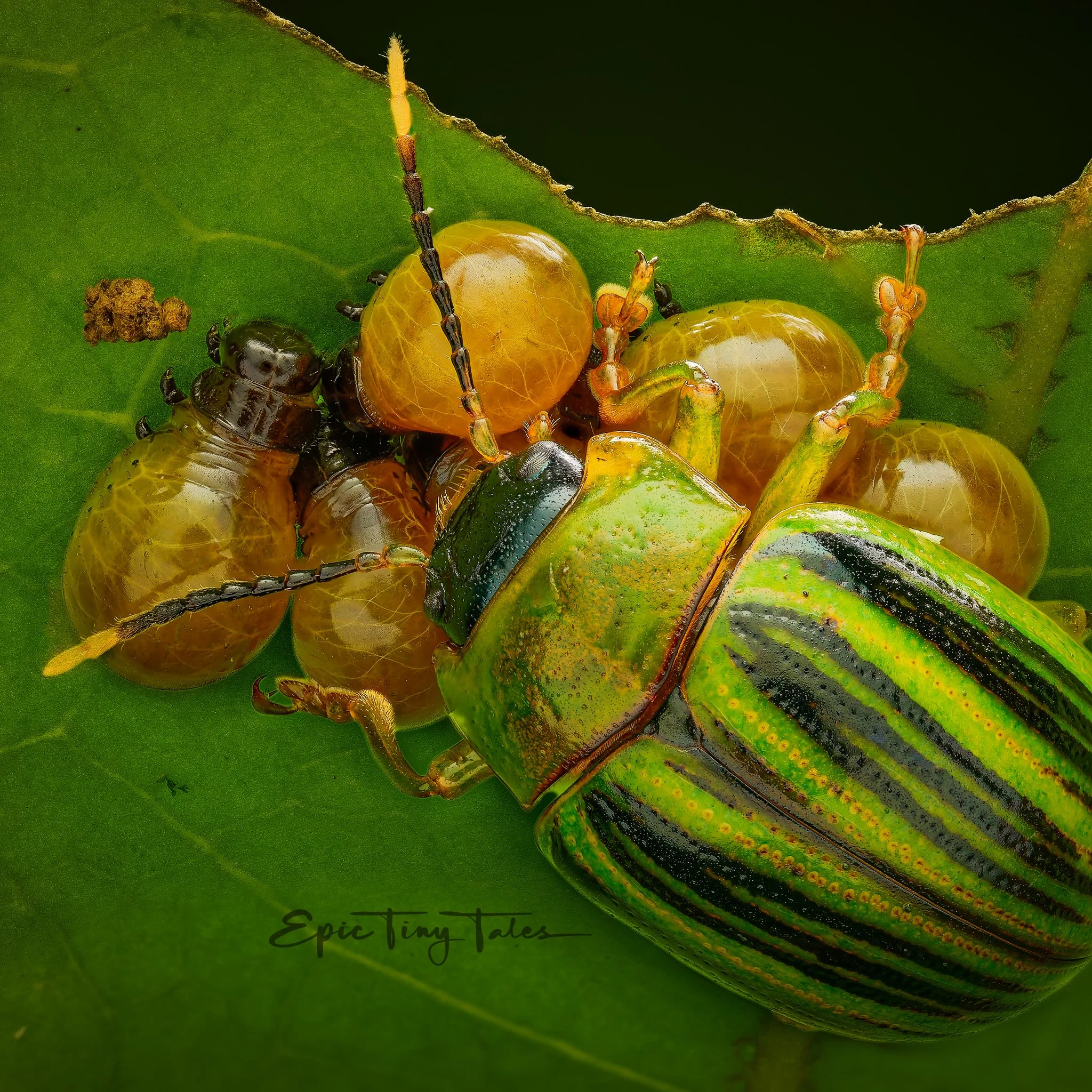 260407-Amazon 2026-Jewel beetle.jpg