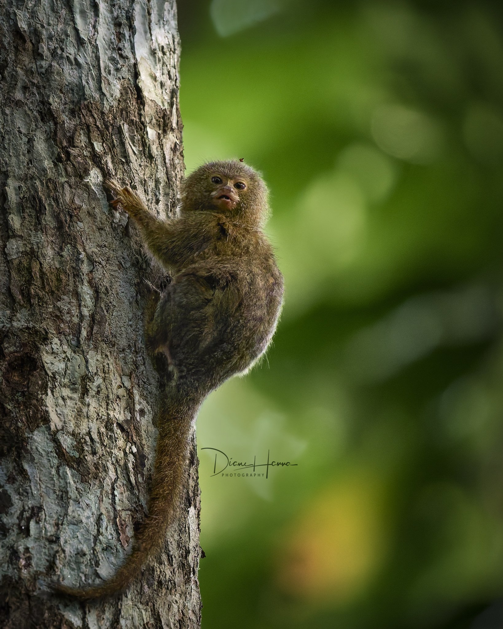 260407-Amazon-134926-21000-DxO_DeepPRIME 3.jpg