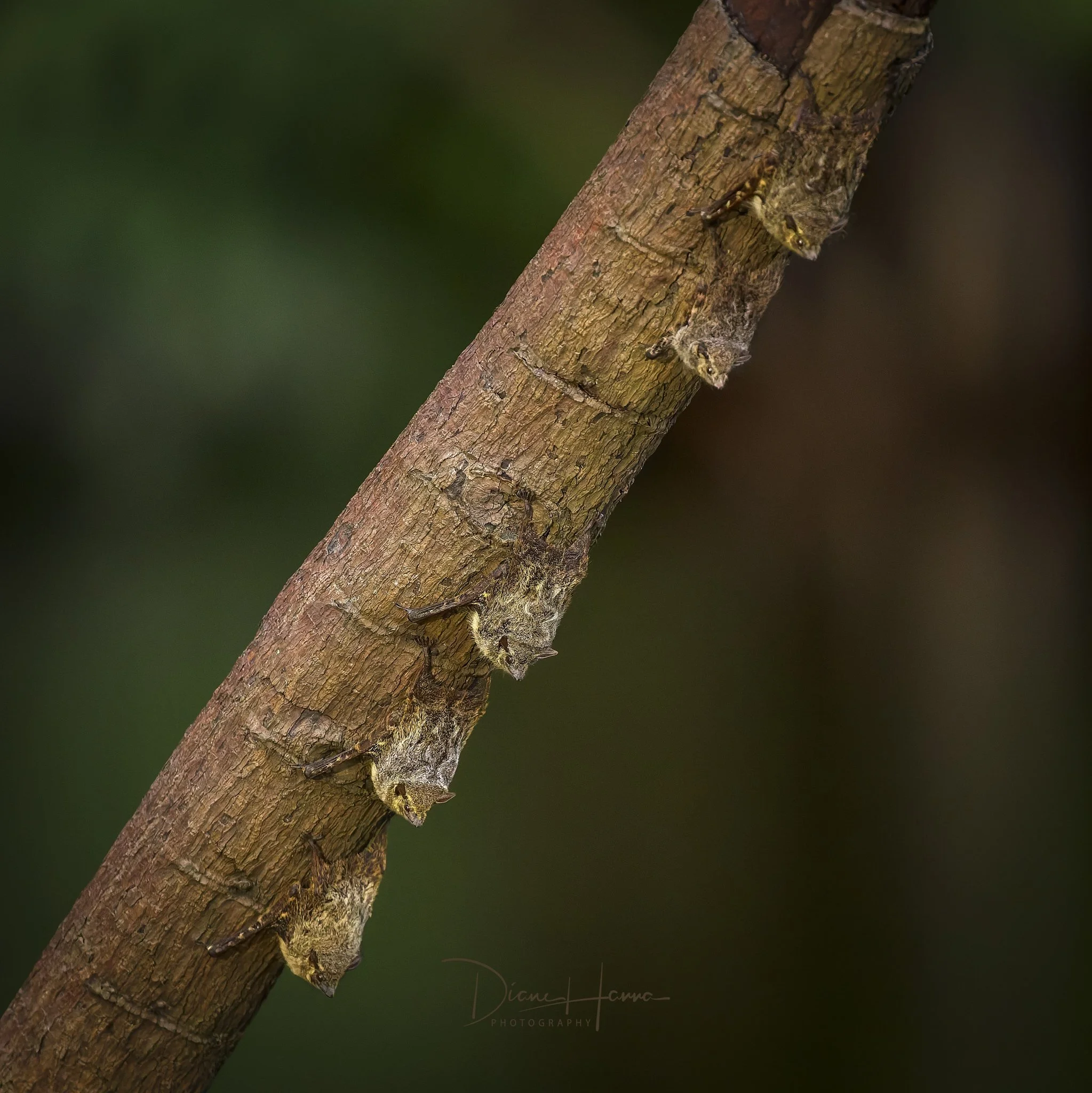 260407-Amazon-143738-21008-DxO_DeepPRIME 3.jpg