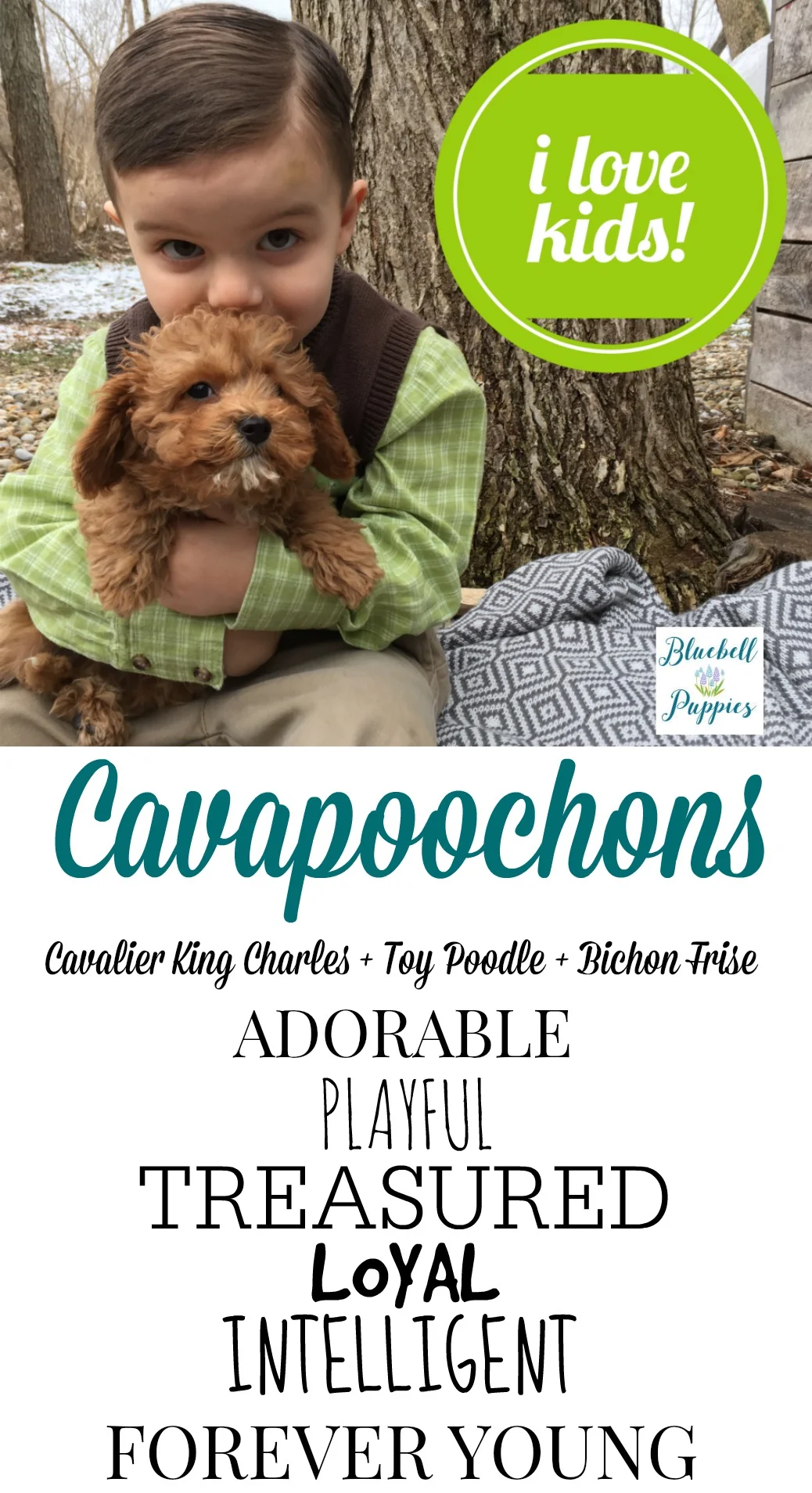 cavapoochoncollage2.jpg