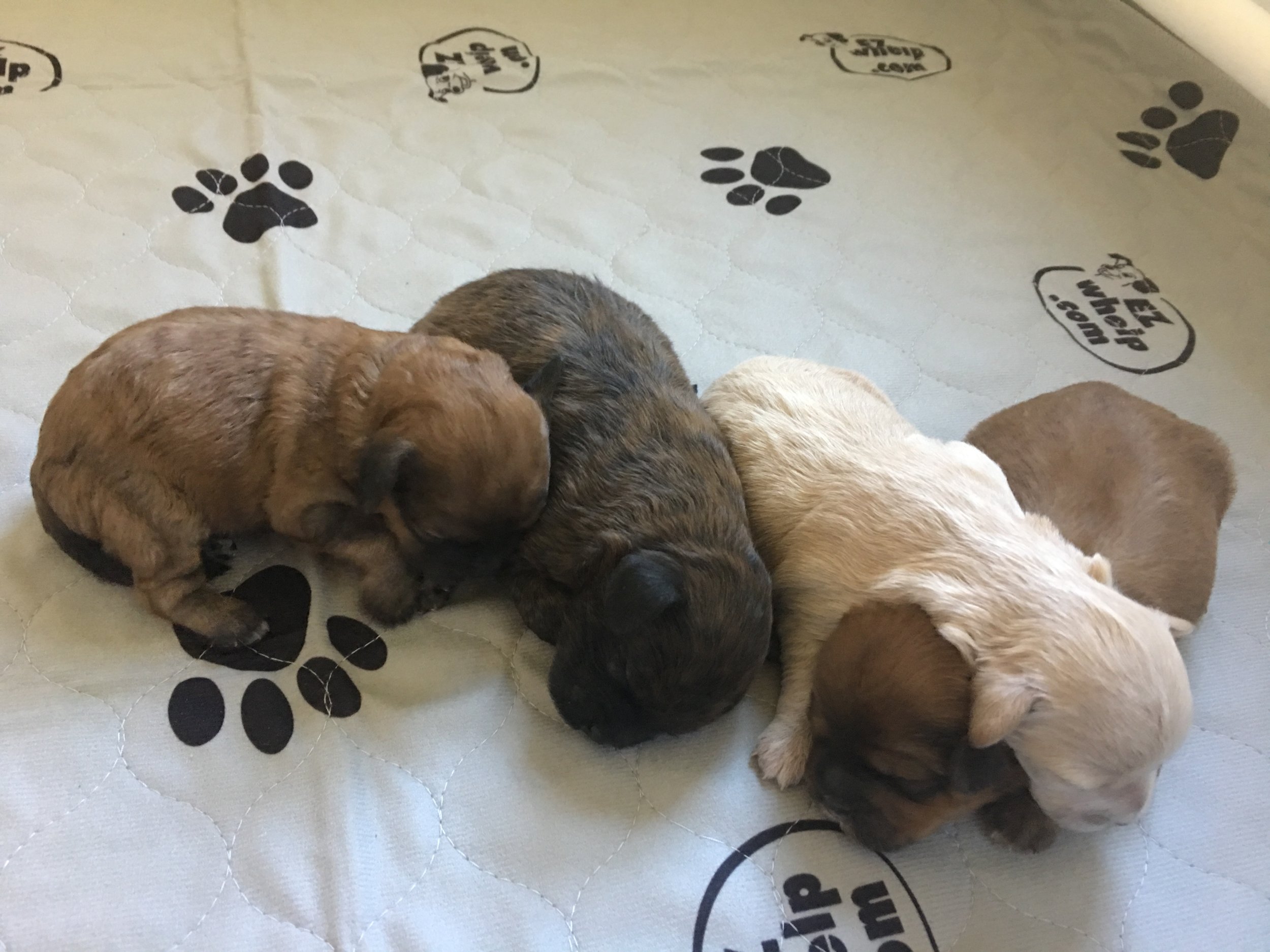 Group hug! - 8 days old 