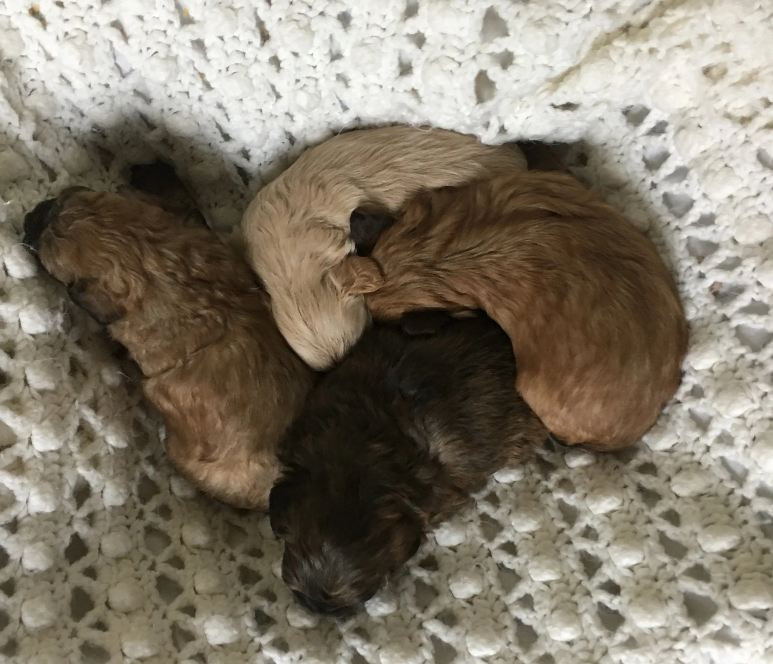 Thanksgiving Day snuggles - 22 days old