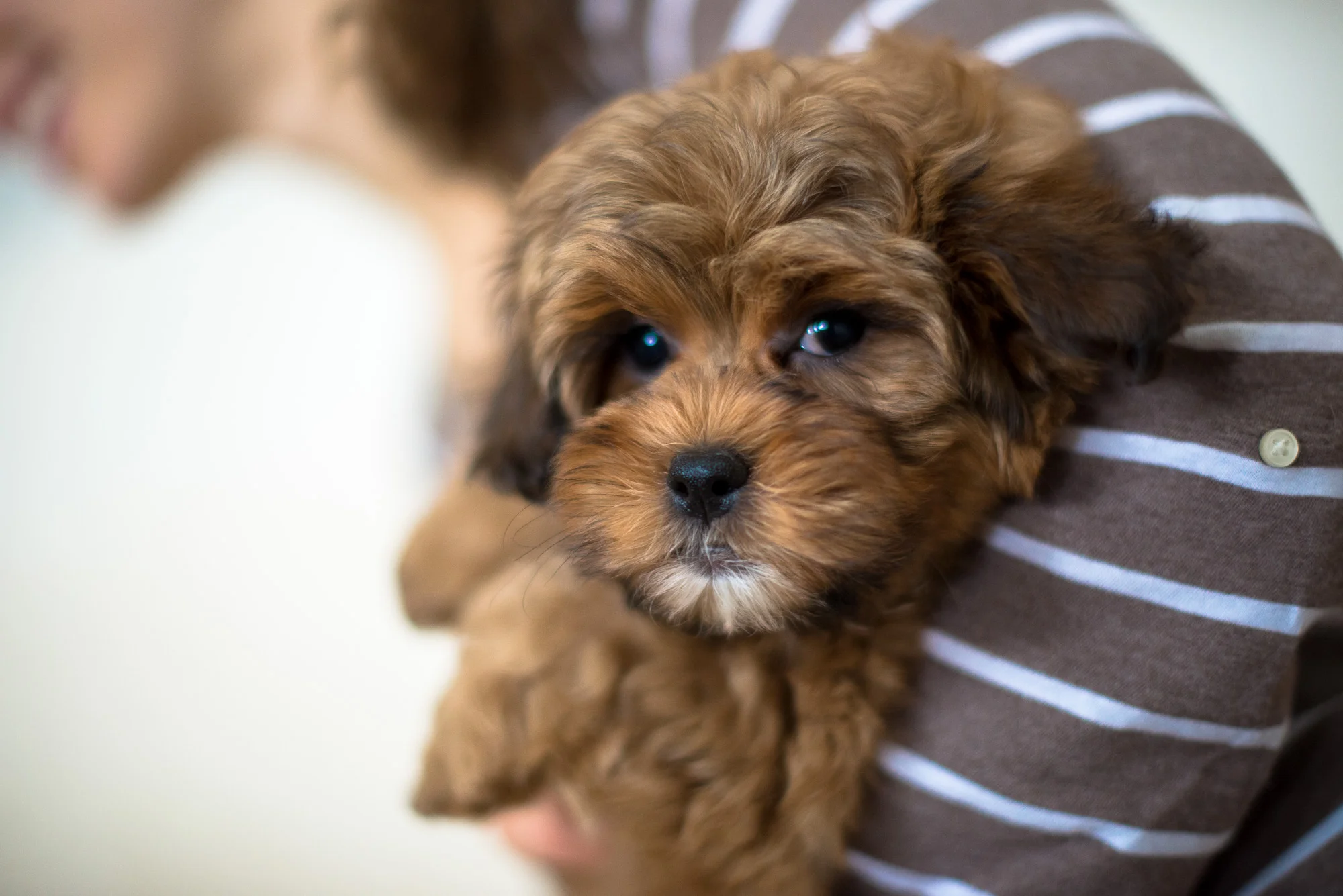 best shichon breeders