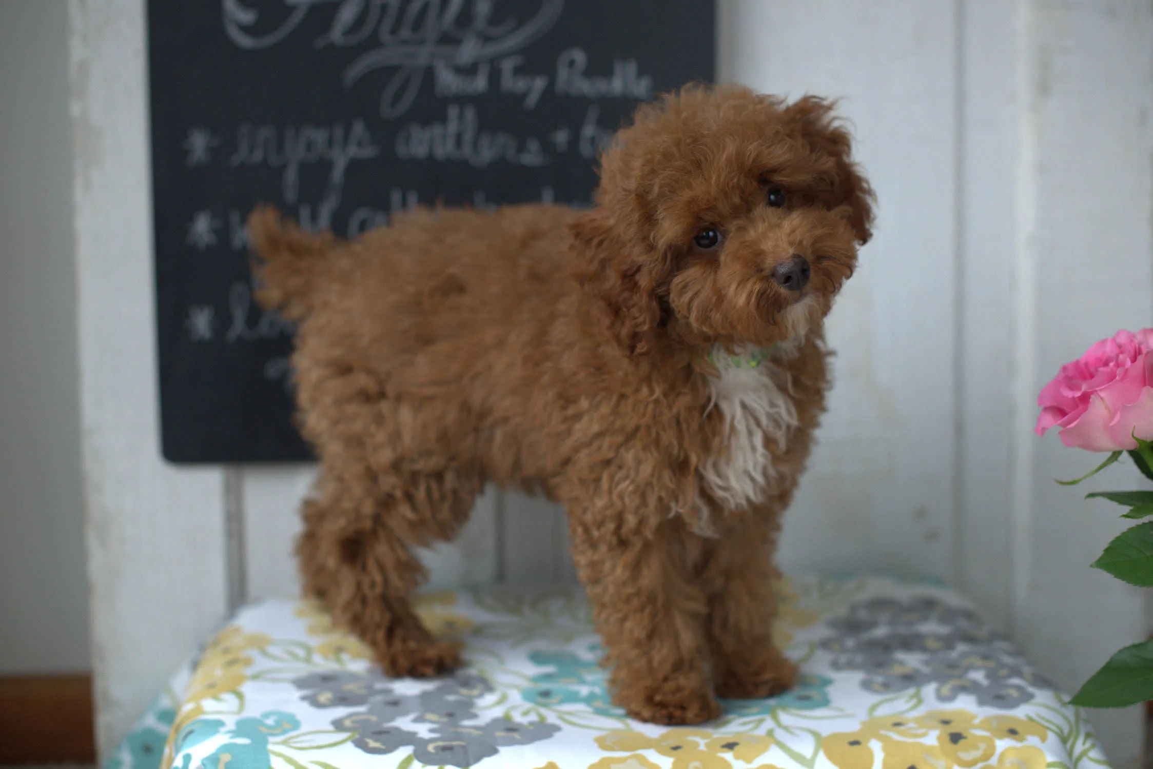 Fergie, our Toy Poodle father