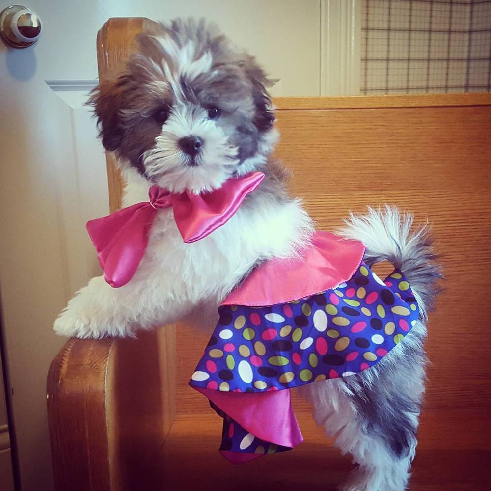 Phebe, our Shichon mother - Check out my Instagram feed below! :)