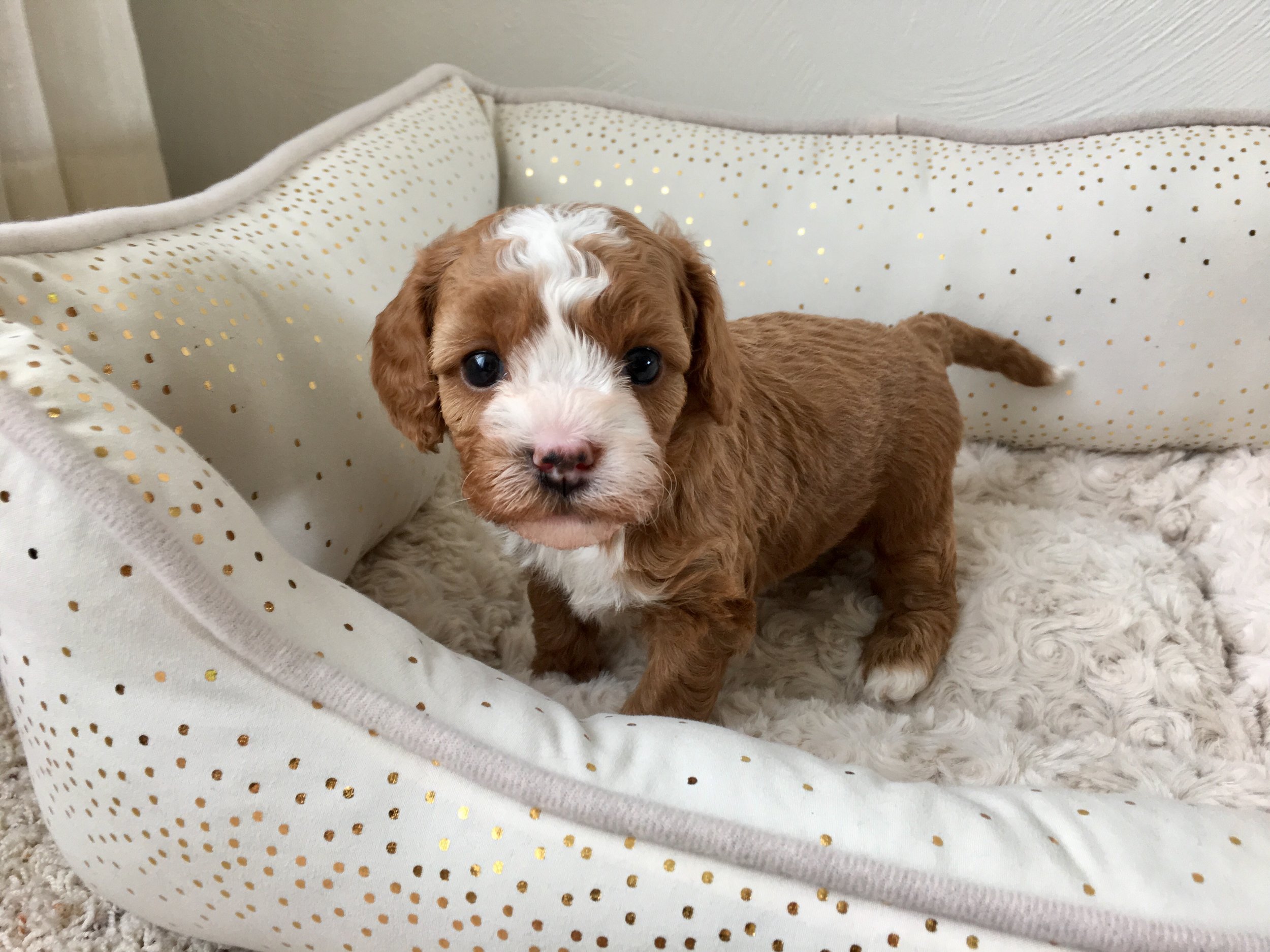 cavapoochon puppy