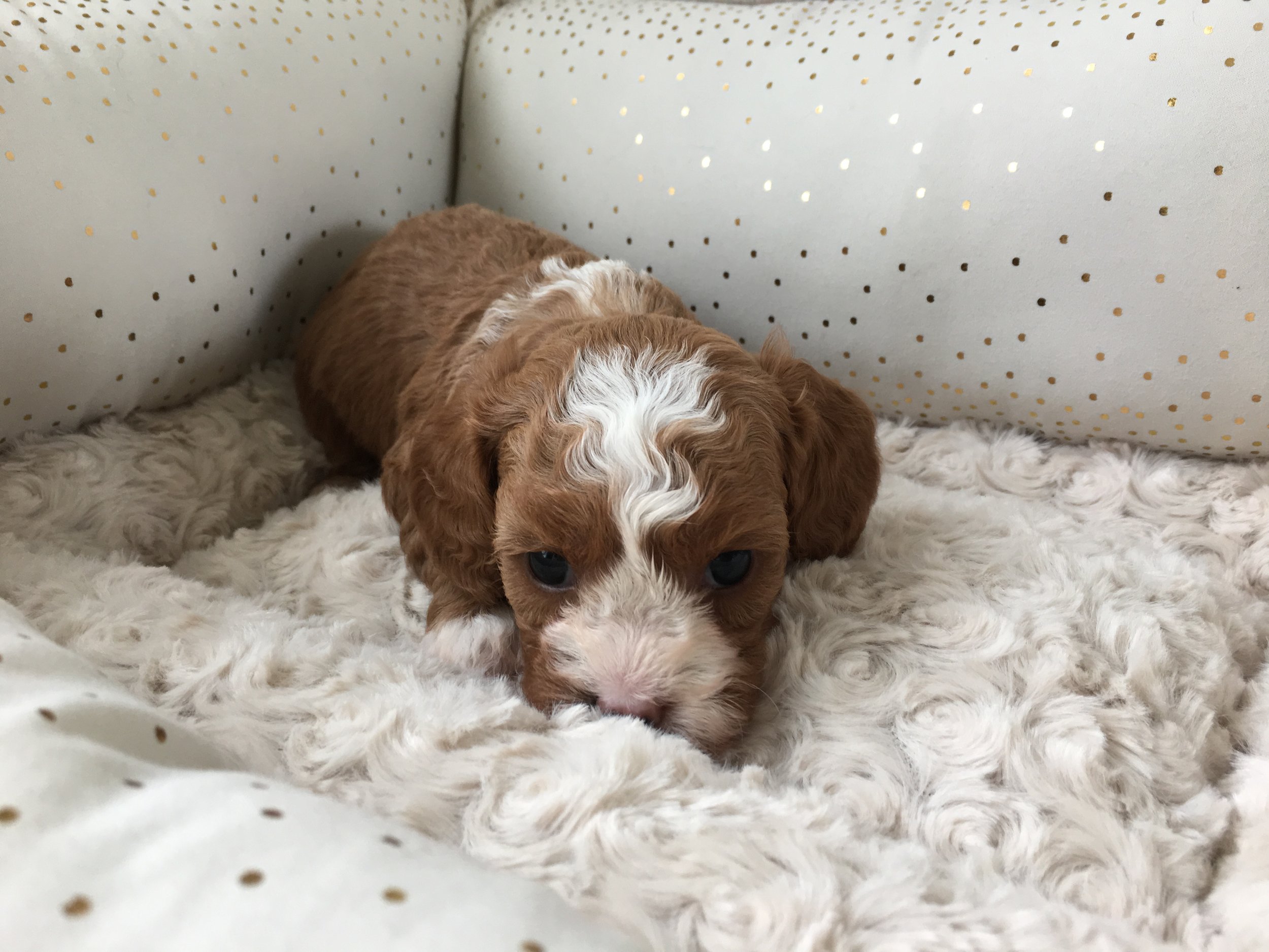 Cavapoochon puppy