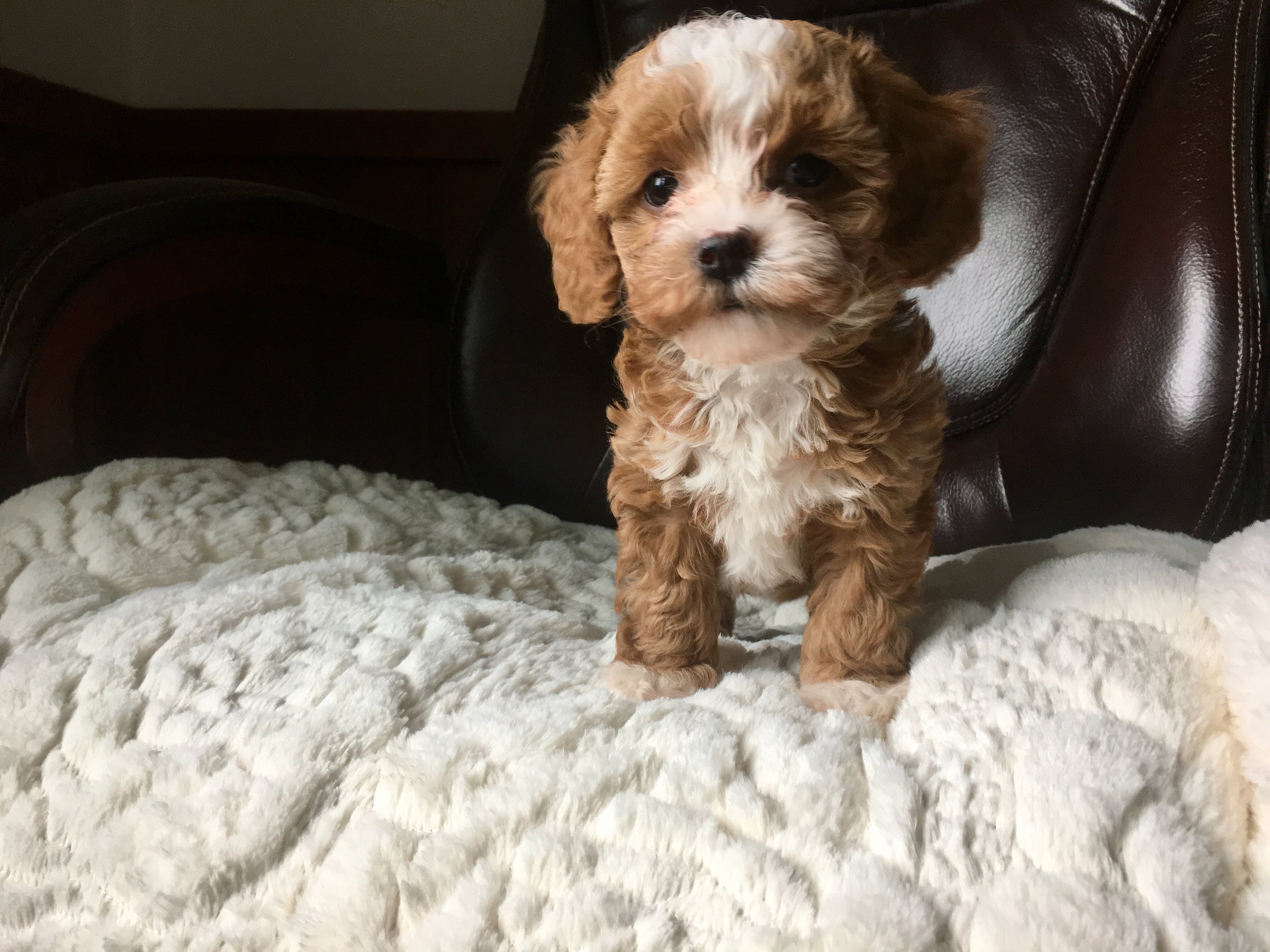 cavapoochon puppy for sale girl