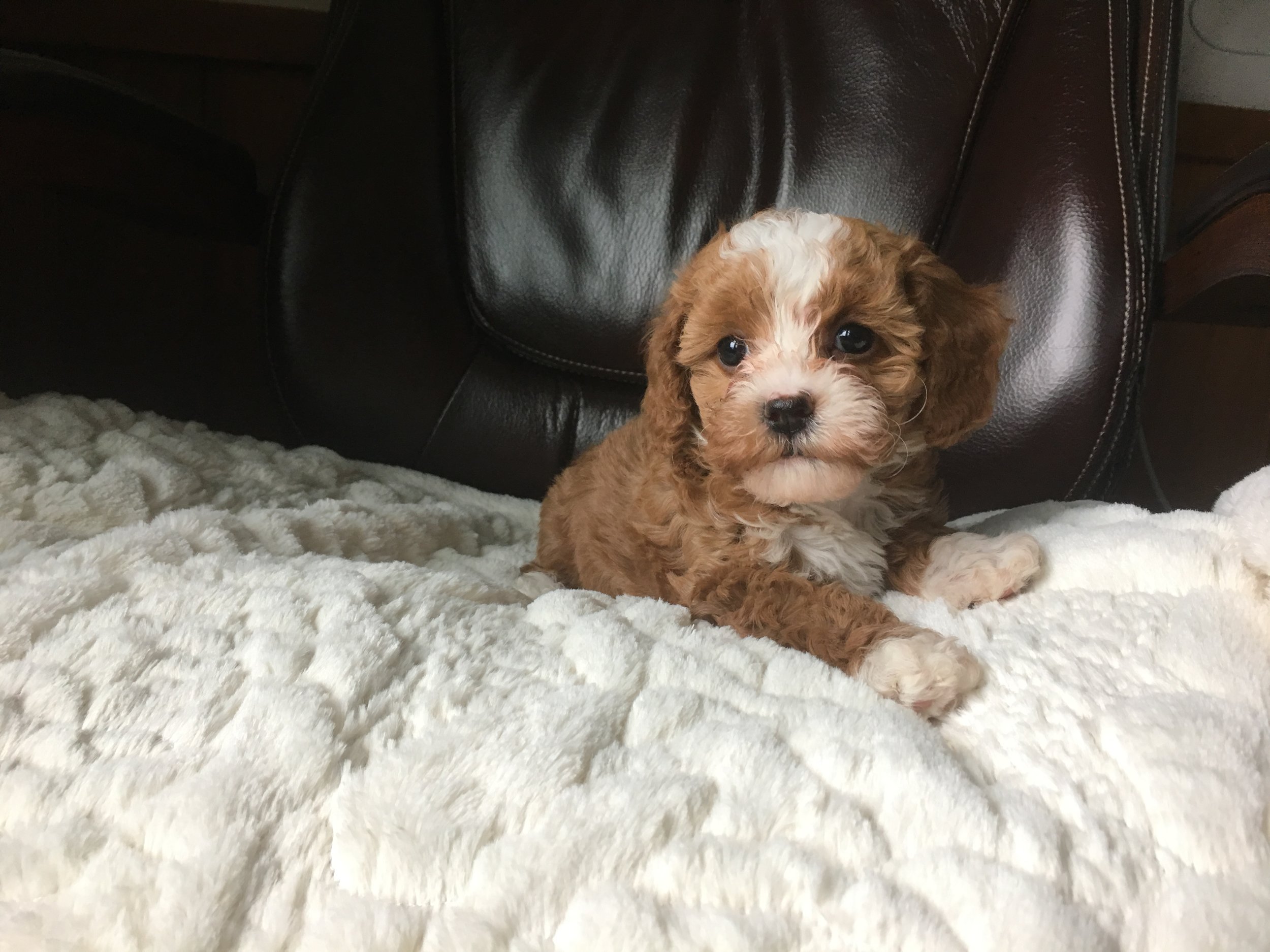 cavapoochon puppy for sale girl