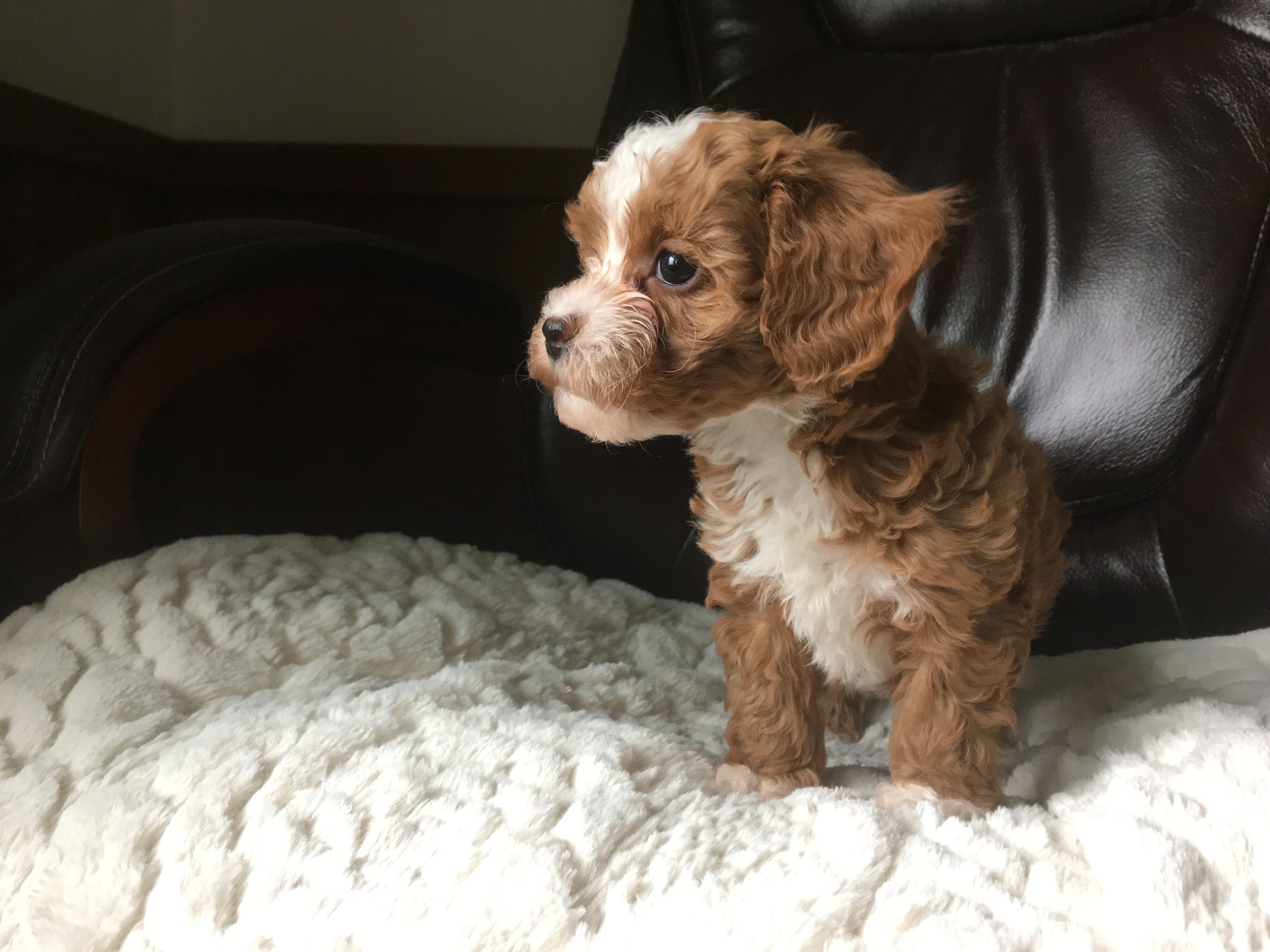 cavapoochon puppy for sale girl