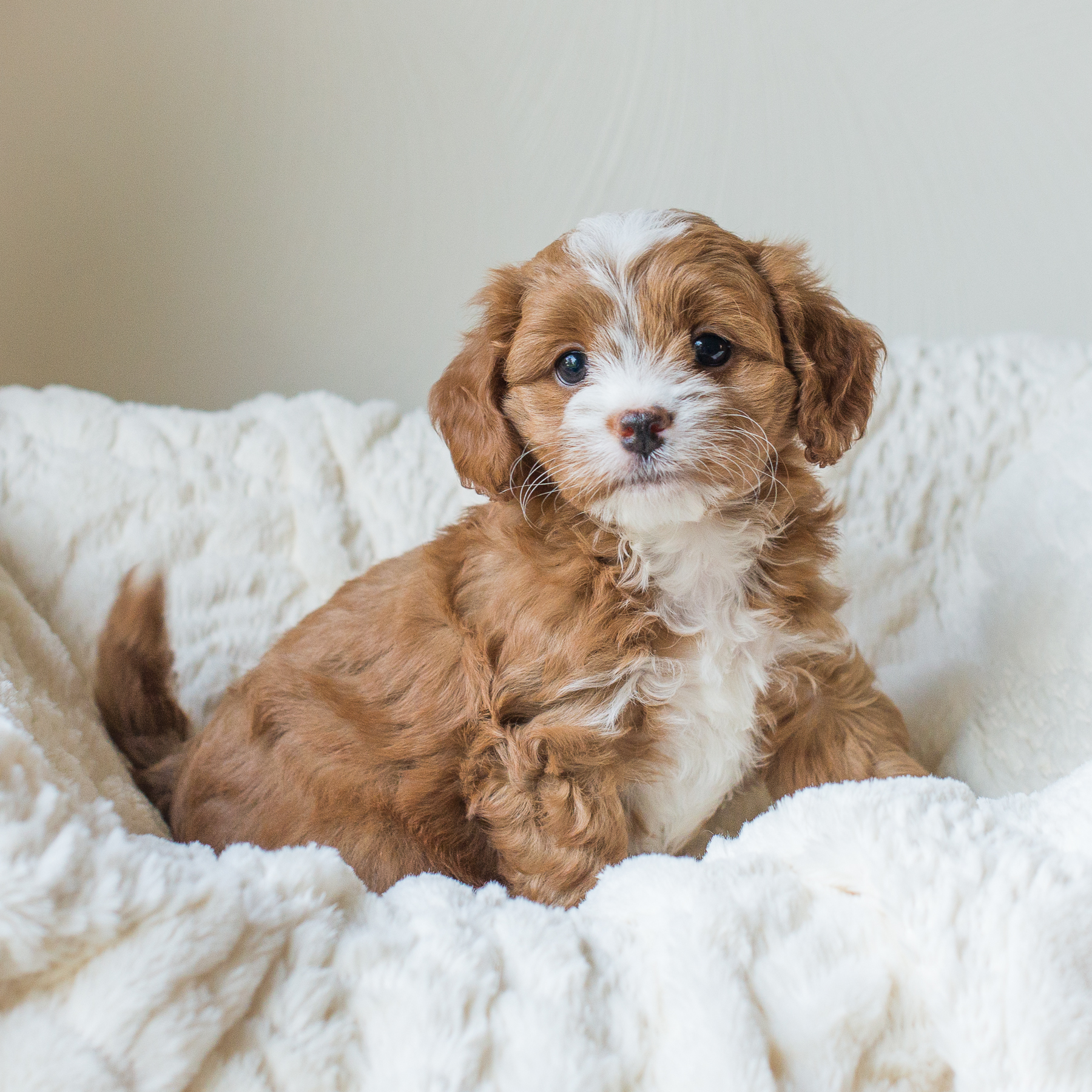 Calie, Poppy - Cavapoochon Puppy.jpg