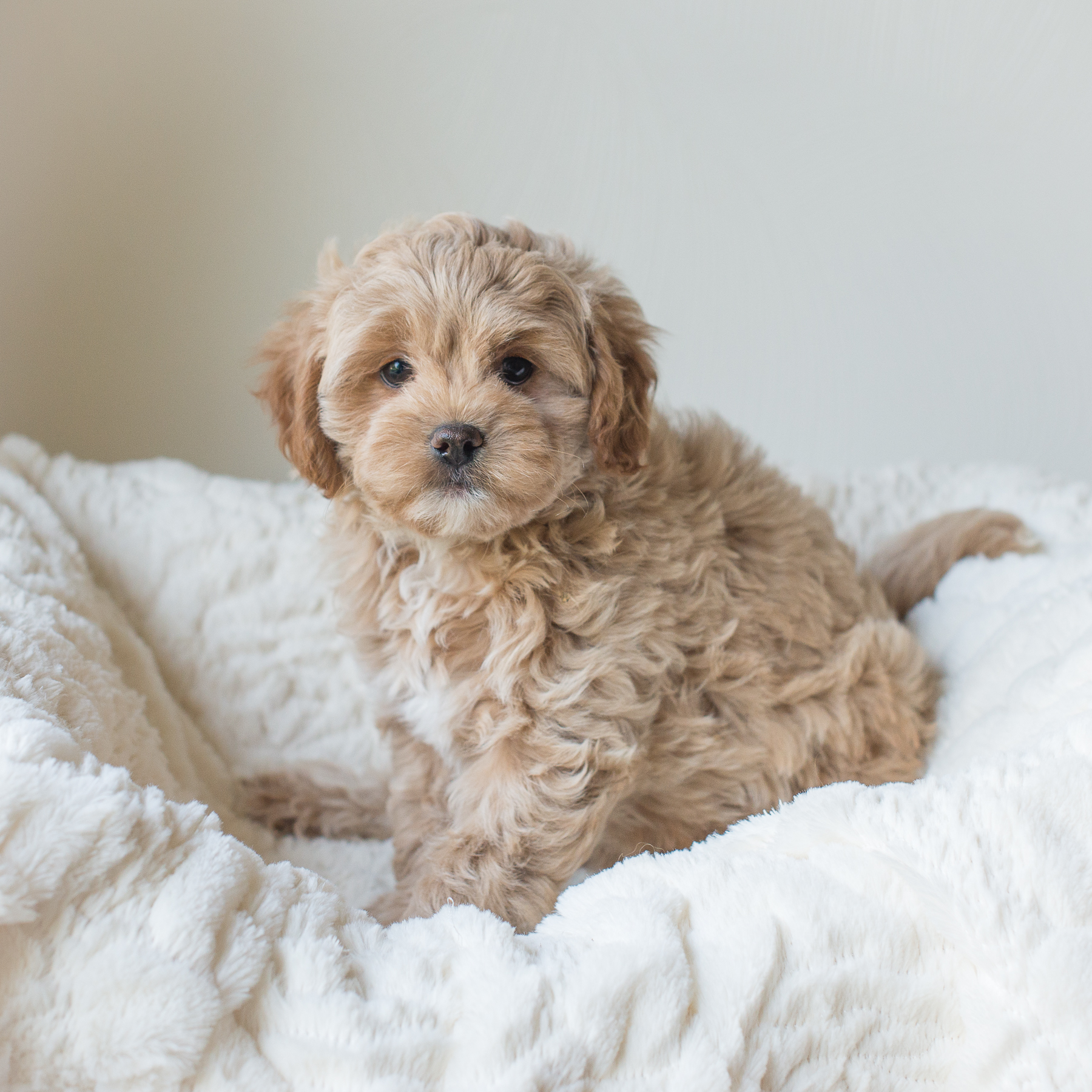 Ginger, Rosie - Cavapoochon Puppy.jpg