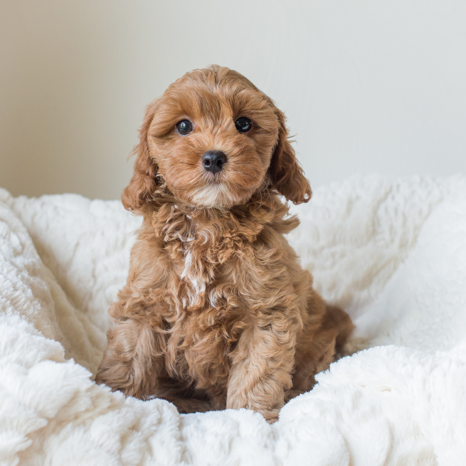 Susie, William - Cavapoochon Puppy.jpg