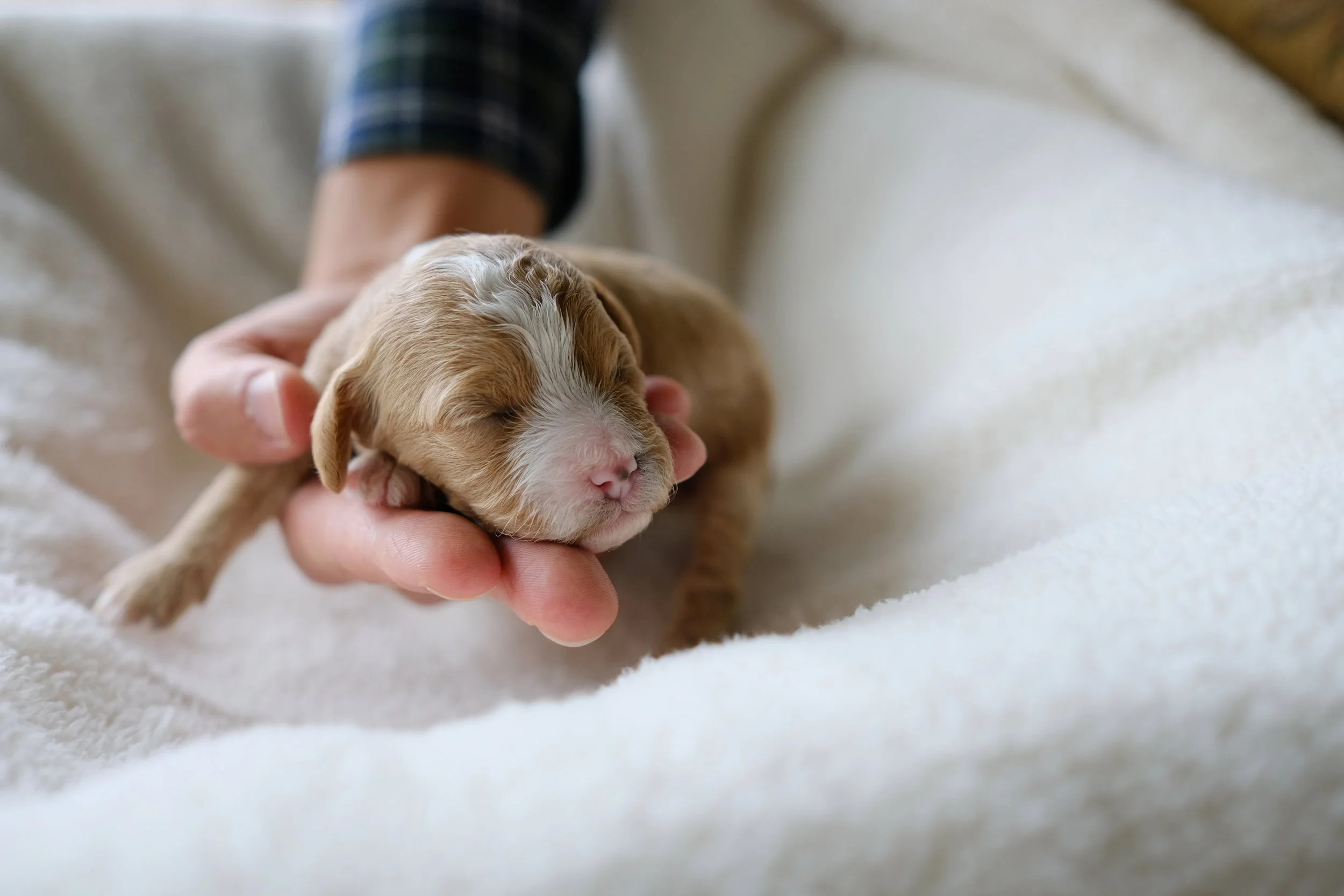 2 week old Linus