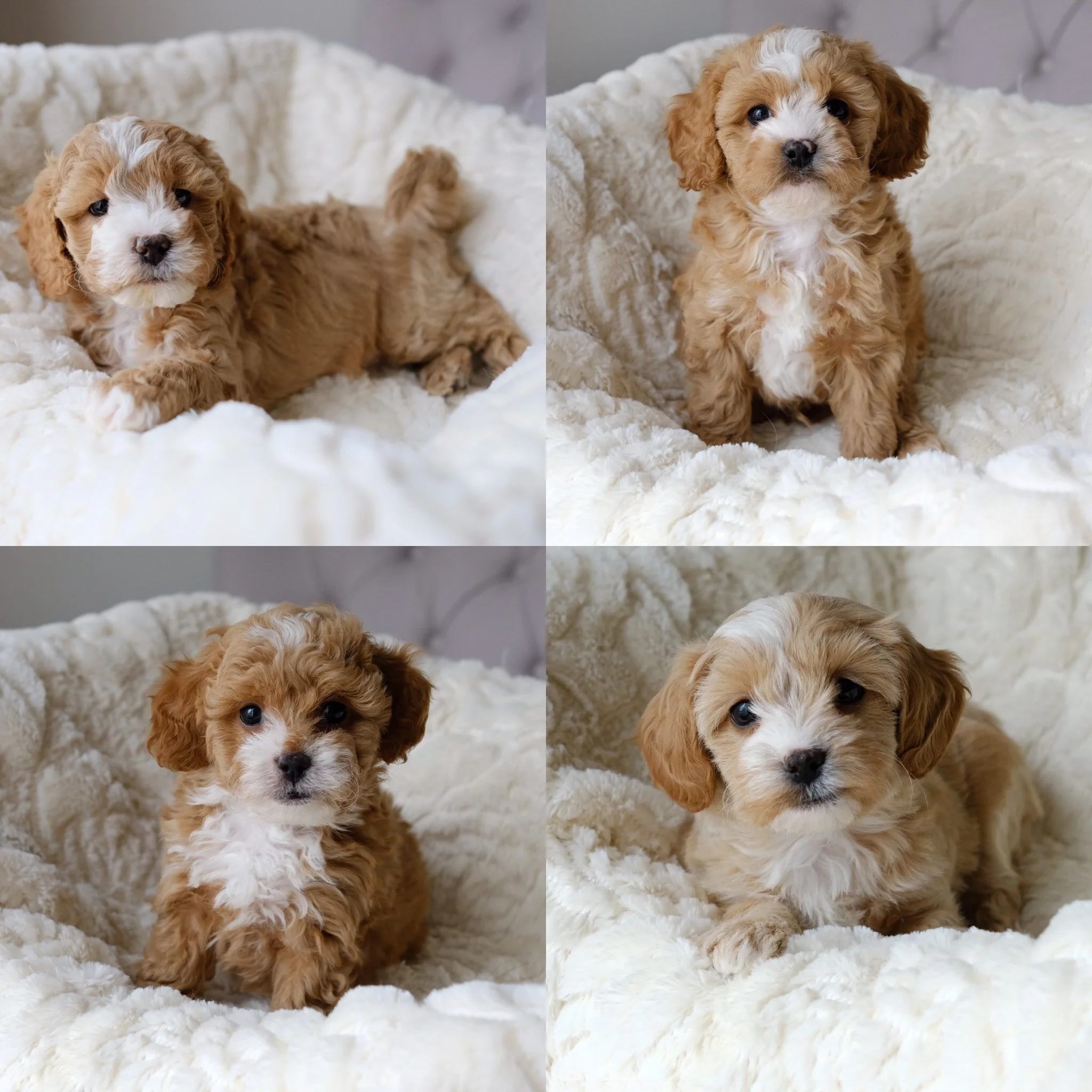 cavapoochon puppies near me