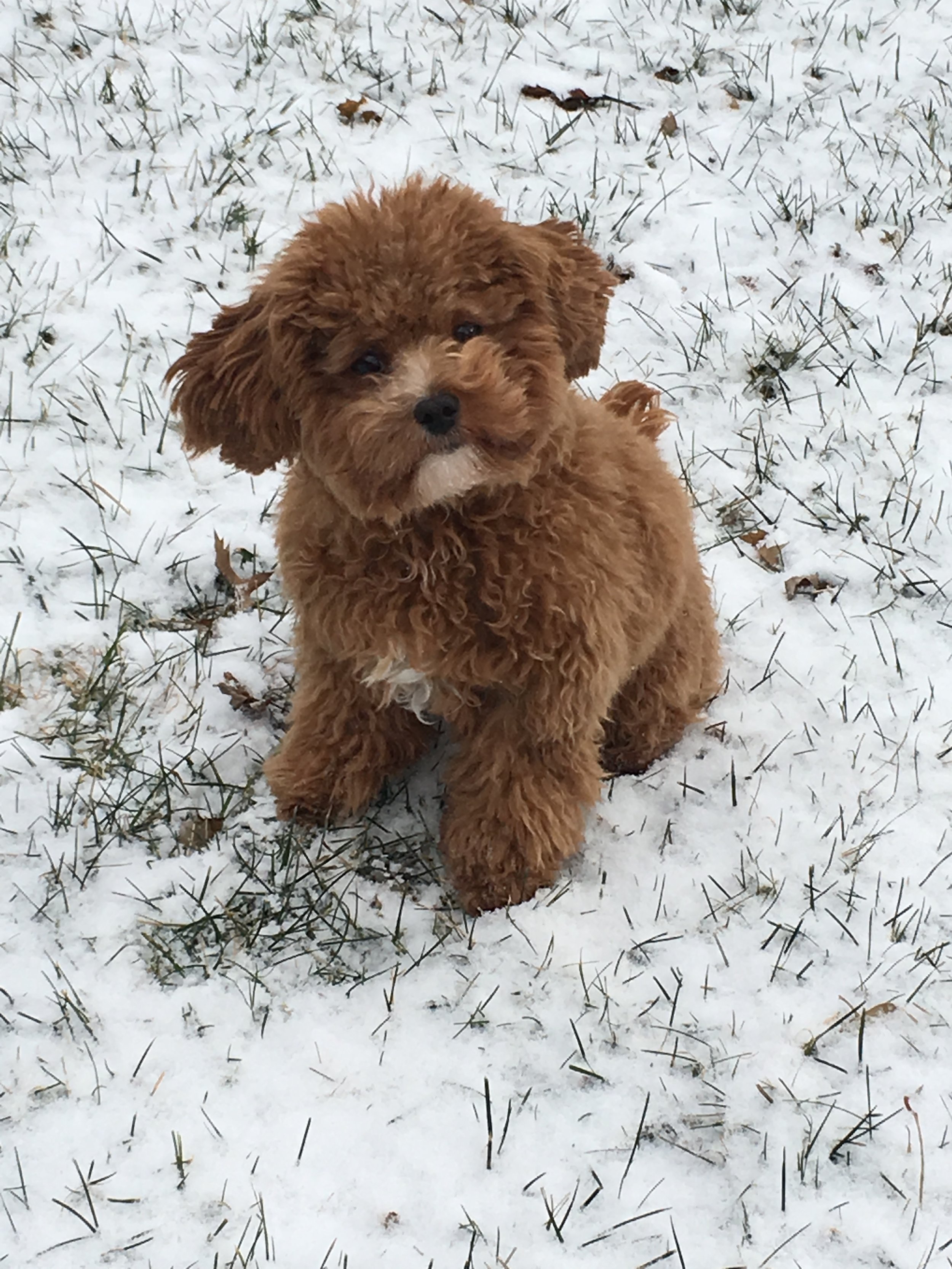 Female Cavapoochon Apricot Lane Puppies Cavapoo Puppies For Sale