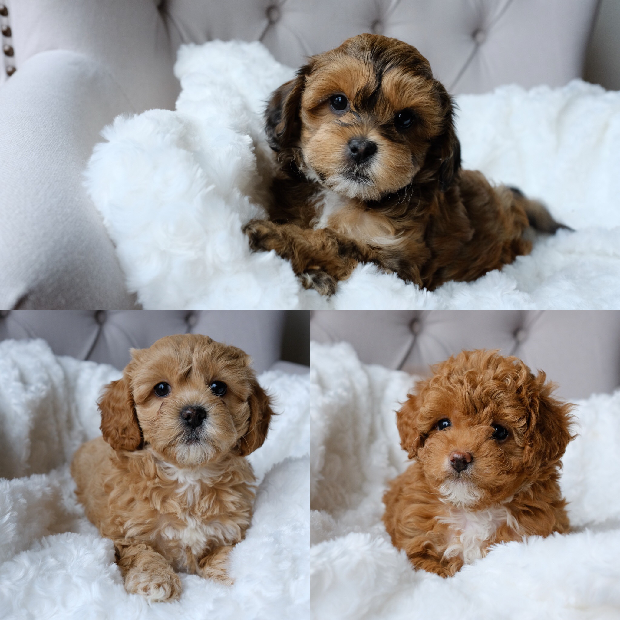 Available Puppies — Bluebell Pup Cavapoochon Puppies for Sale