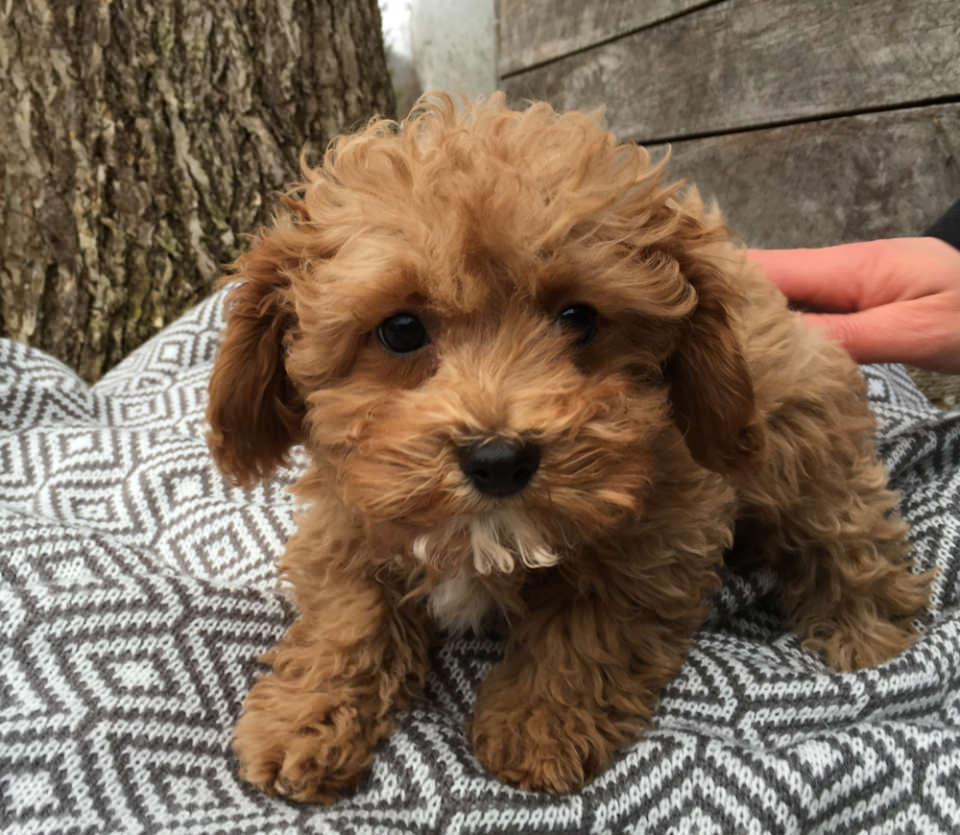 Bluebell Pup Cavapoochon Puppies For