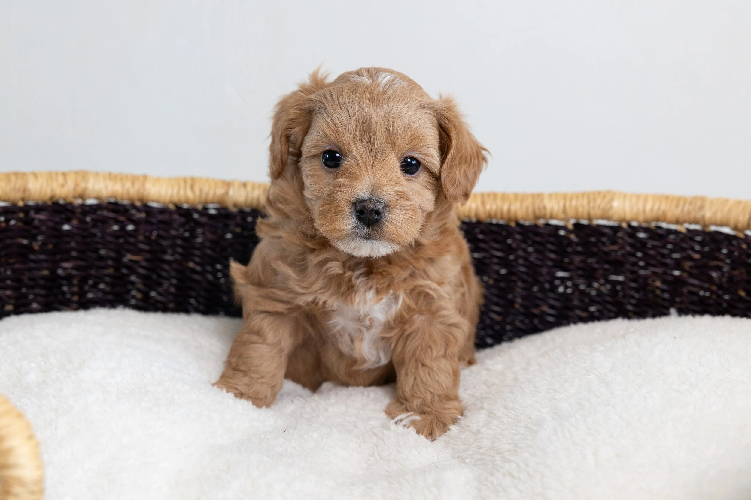 Bluebell Pup Peach (Annabel) and Hand Delivery Reserved for Patsy — Bluebell Pup Cavapoochon