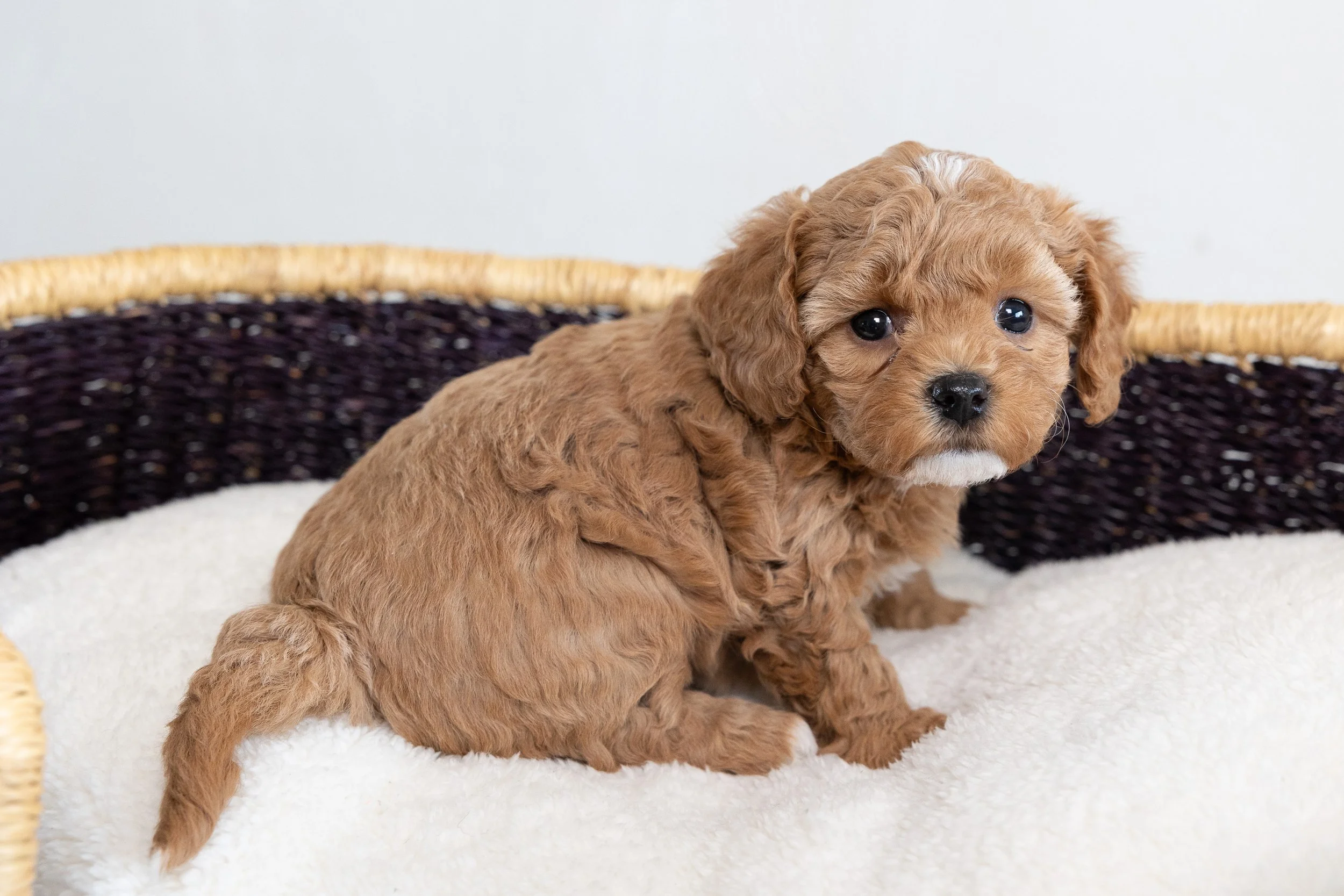 Bluebell Pup Poppins Reserved for Cathy — Bluebell Pup Cavapoochon Puppies for Sale
