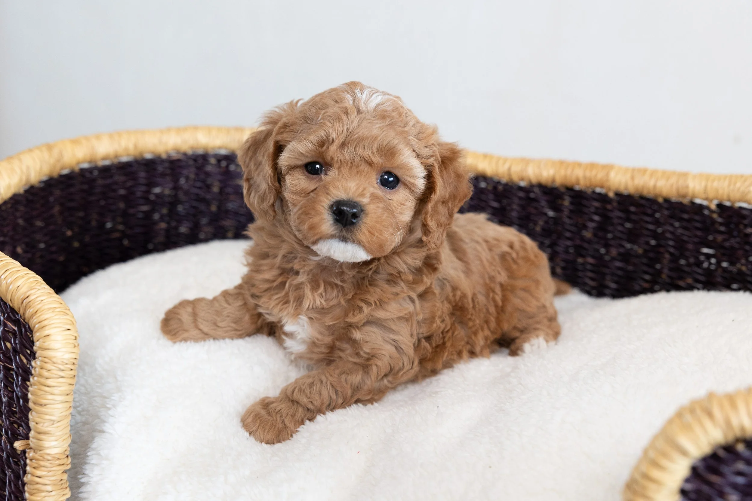 Bluebell Pup Poppins Reserved for Cathy — Bluebell Pup Cavapoochon Puppies for Sale