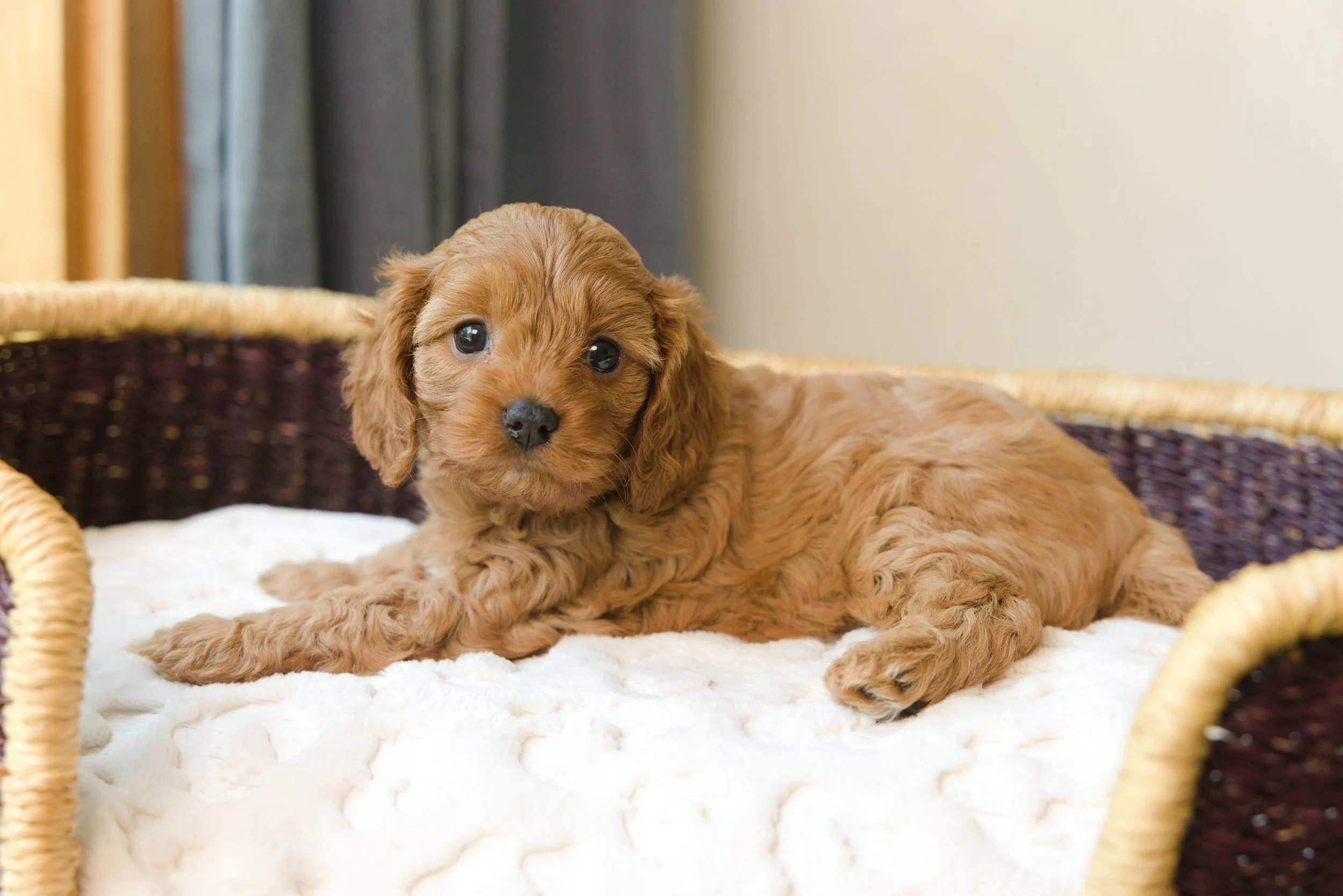 Bluebell Pup Rosie