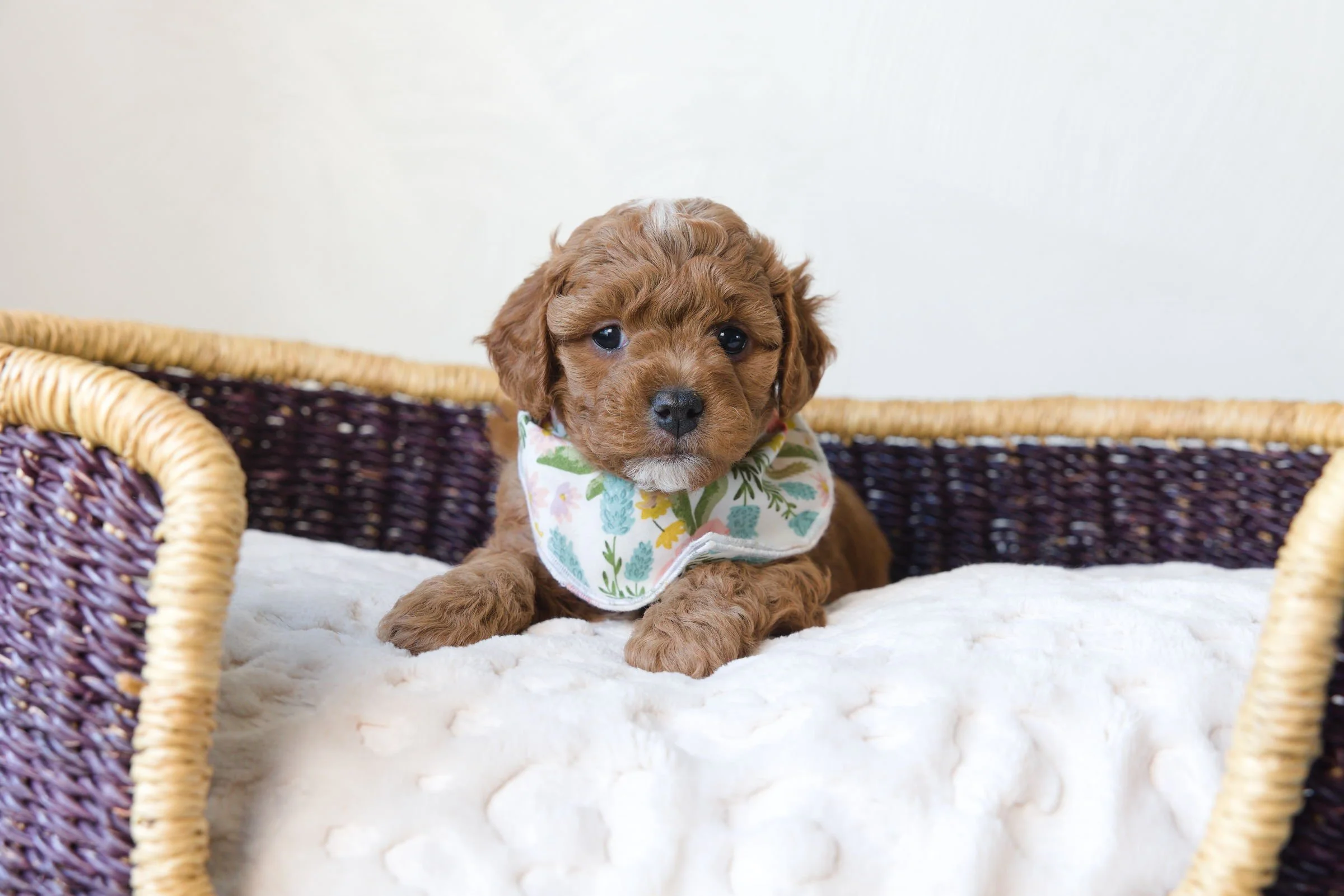 Bluebell Pup Louis (Roland) and Hand Delivery- Reserved for Traci