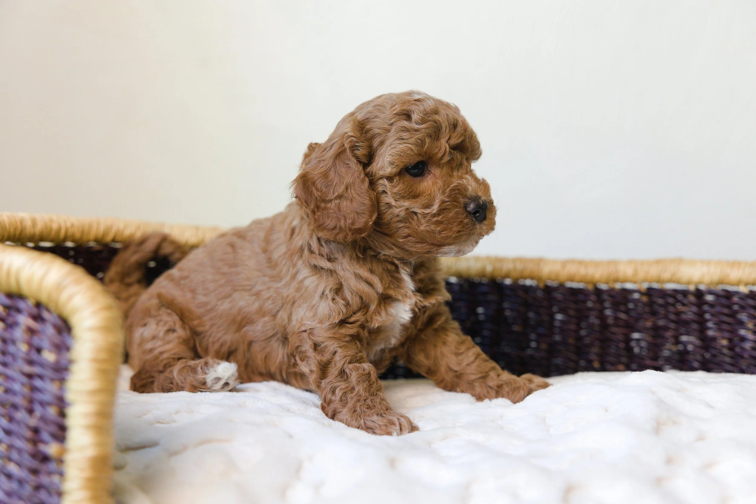 0U0A6335.jpg