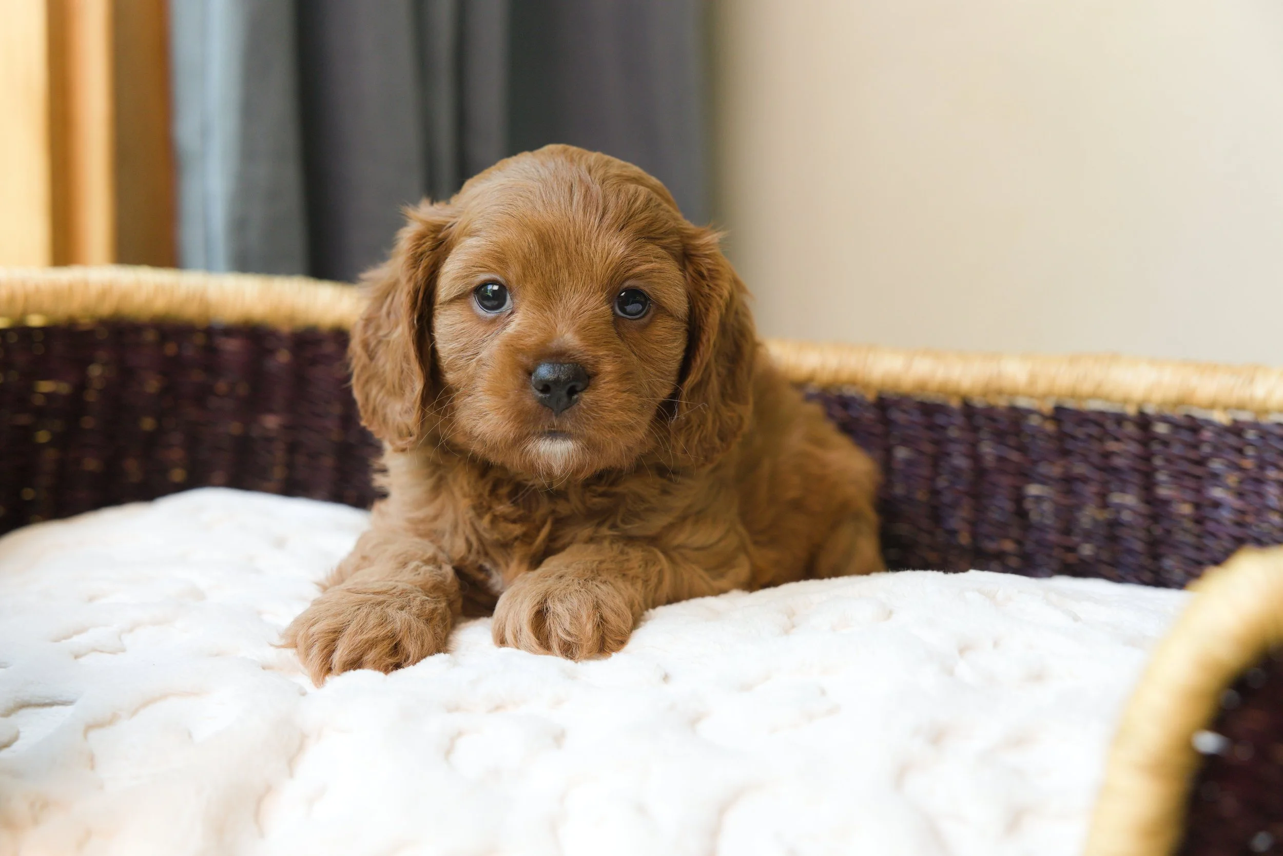 Bluebell Pup Alder