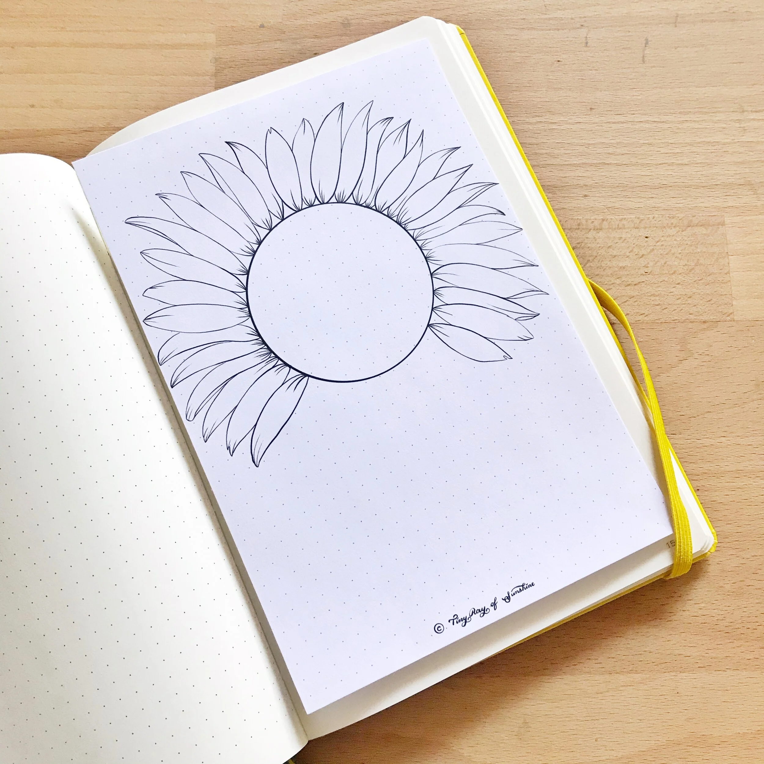 Sunflower