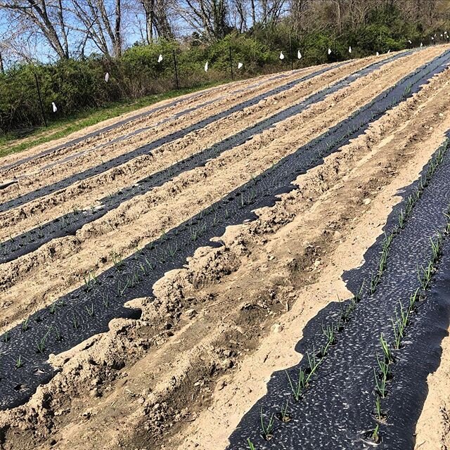 Onion sets are looking great. #season2020 #alliums #onions
