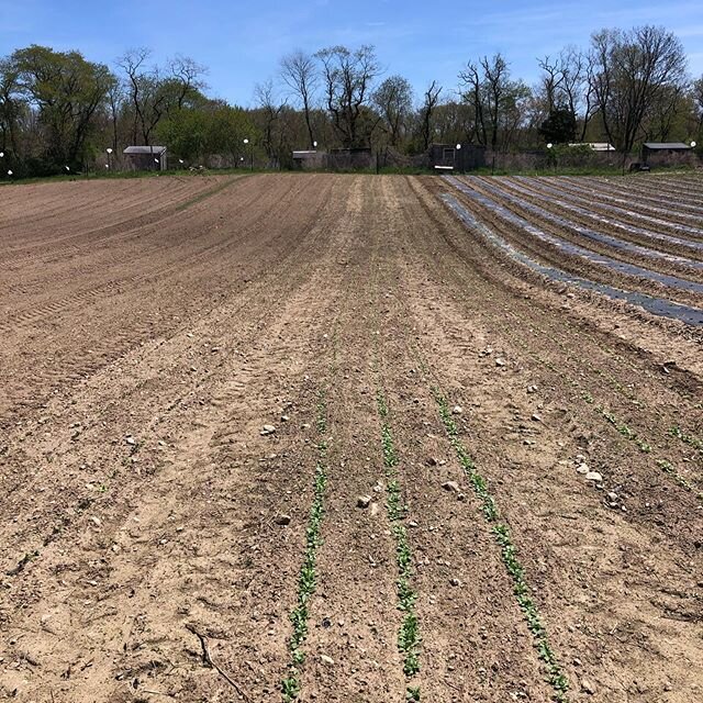 REMINDER TOMORROW IS THE LAST DAY TO SIGN UP FOR OUR CSA.... hop on over to the website to sign up today!  #cultivationnation #smallfarm #dartmouthma #hosswheelhoe @semaponline