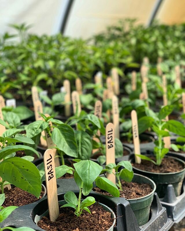 #basil babies getting ready for new homes... what&rsquo;s your favorite way to use this awesome herb?!? #dartmouthma @johnnys_seeds  @semaponline