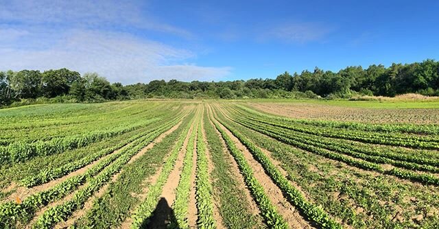 Week 2 of CSA is off to a great start. Come get your #STRAWBERRIES #local #csa #smallfarm