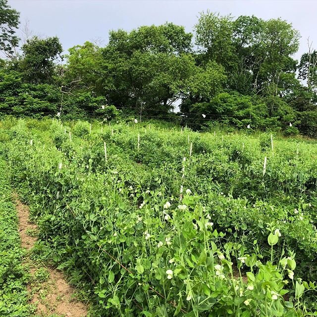 Peas are starting to come in... grab a pint today at the farmstand. #smallfarm #csa #peas @semap @falmouthfarmersmarket @dartmouthfarmersmarket