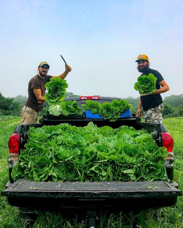 Well well.... that&rsquo;s alot of cabbage.... grab some at the stand today!! #napa #cabbage #csa #farmersmarket #season2020 @falmouthfarmersmarket @dartmouthfarmersmarket